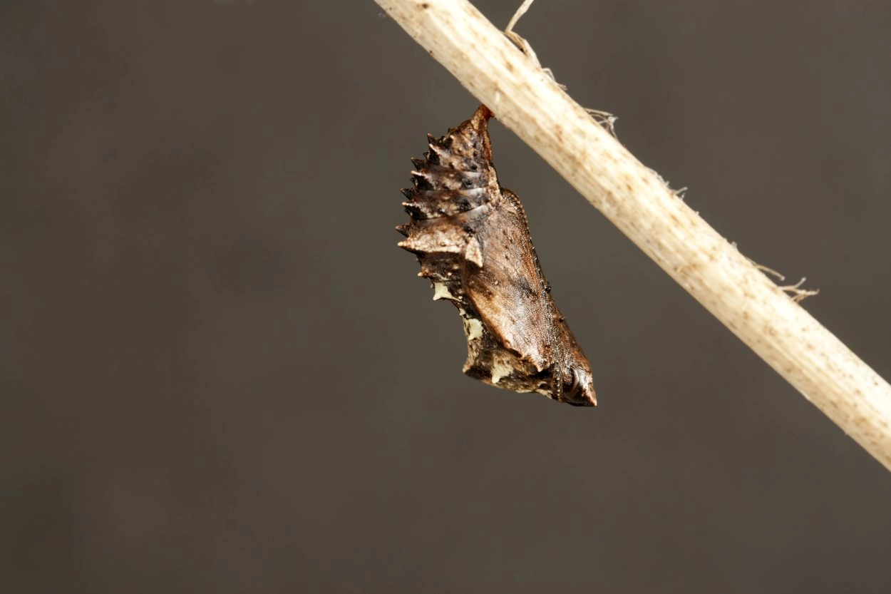 Fotograaf: Henk Bosma, 23 augustus 2010