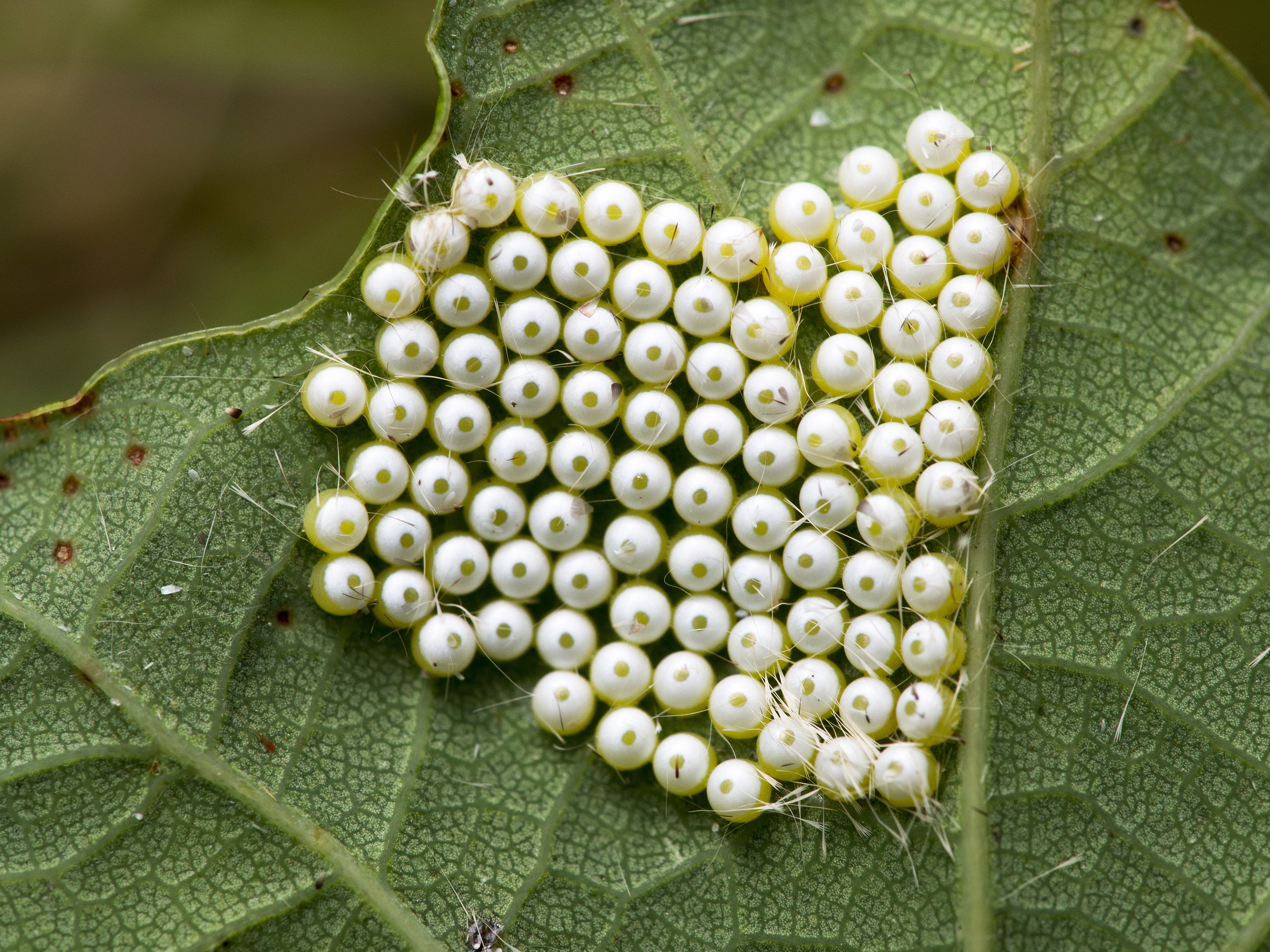 wapendragereitjes.jpg Fotograaf: Marian Schut, ei-afzettend vrouwtje