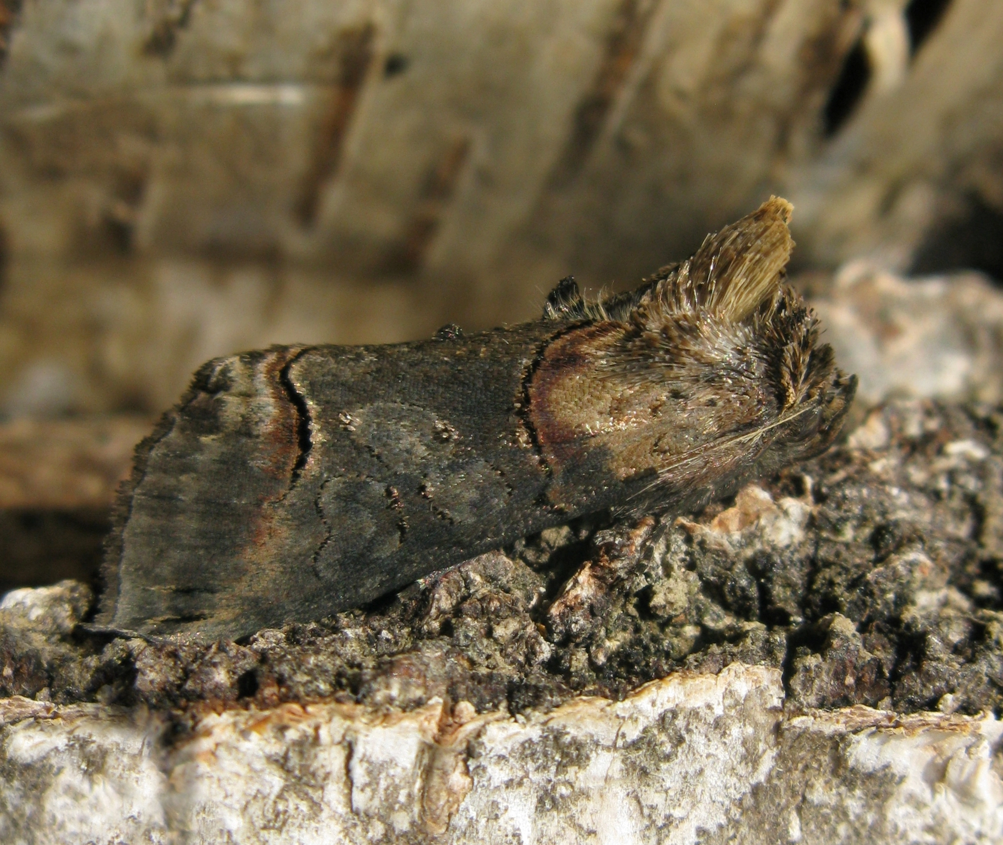 Abrotrpl_44965_.jpg