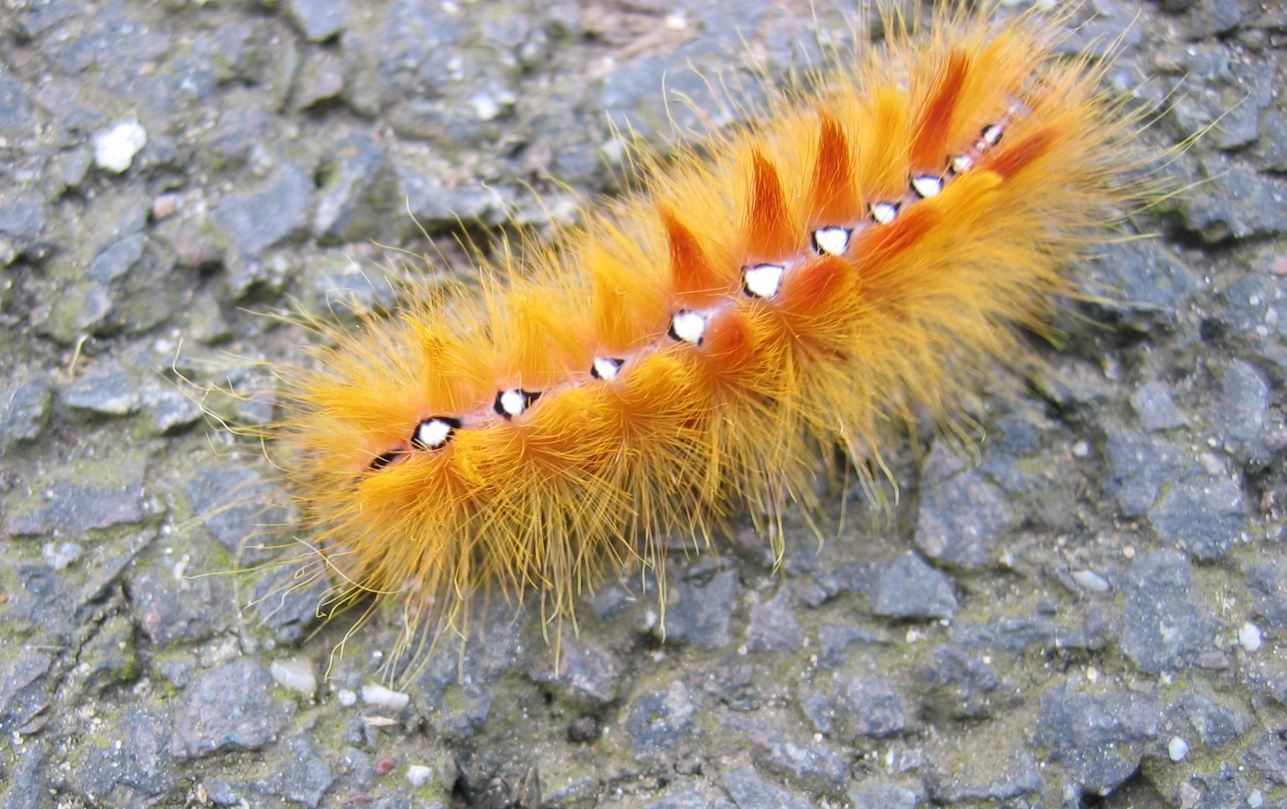 Acroacer_13320_.jpg