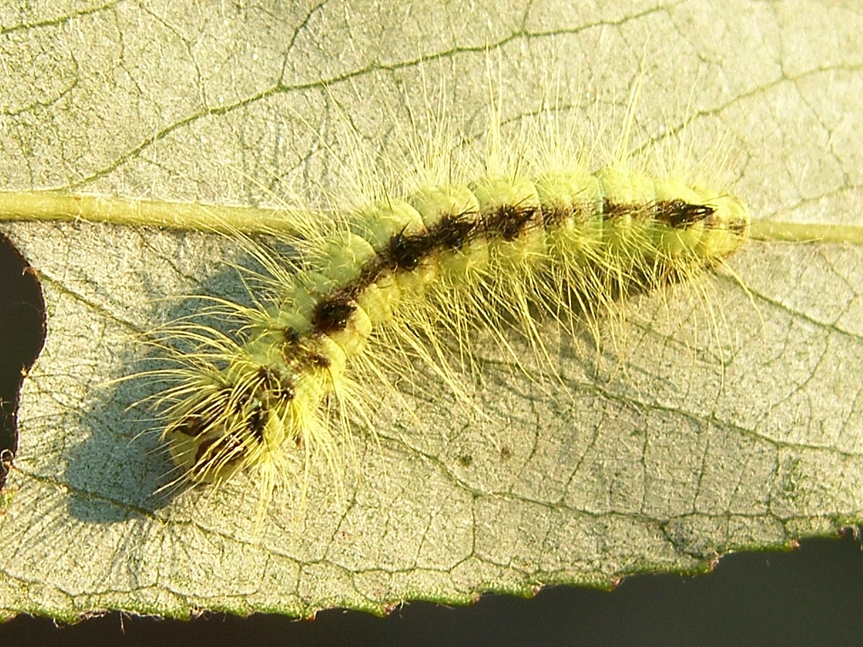 Acrolepo_32606_.jpg
