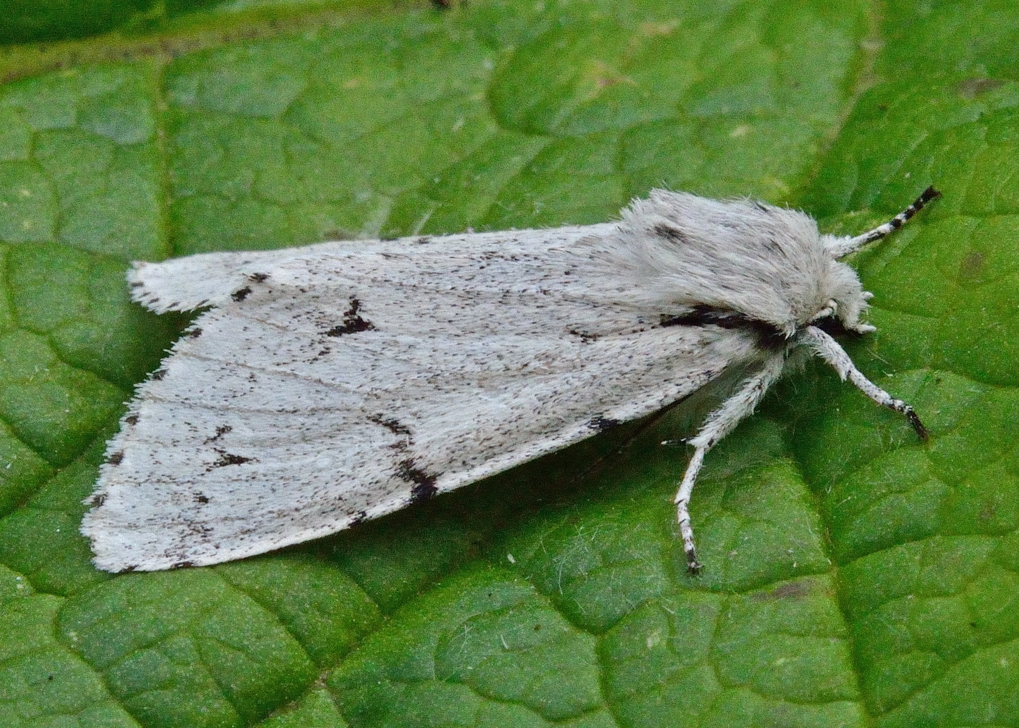 Acrolepo_47510_.jpg