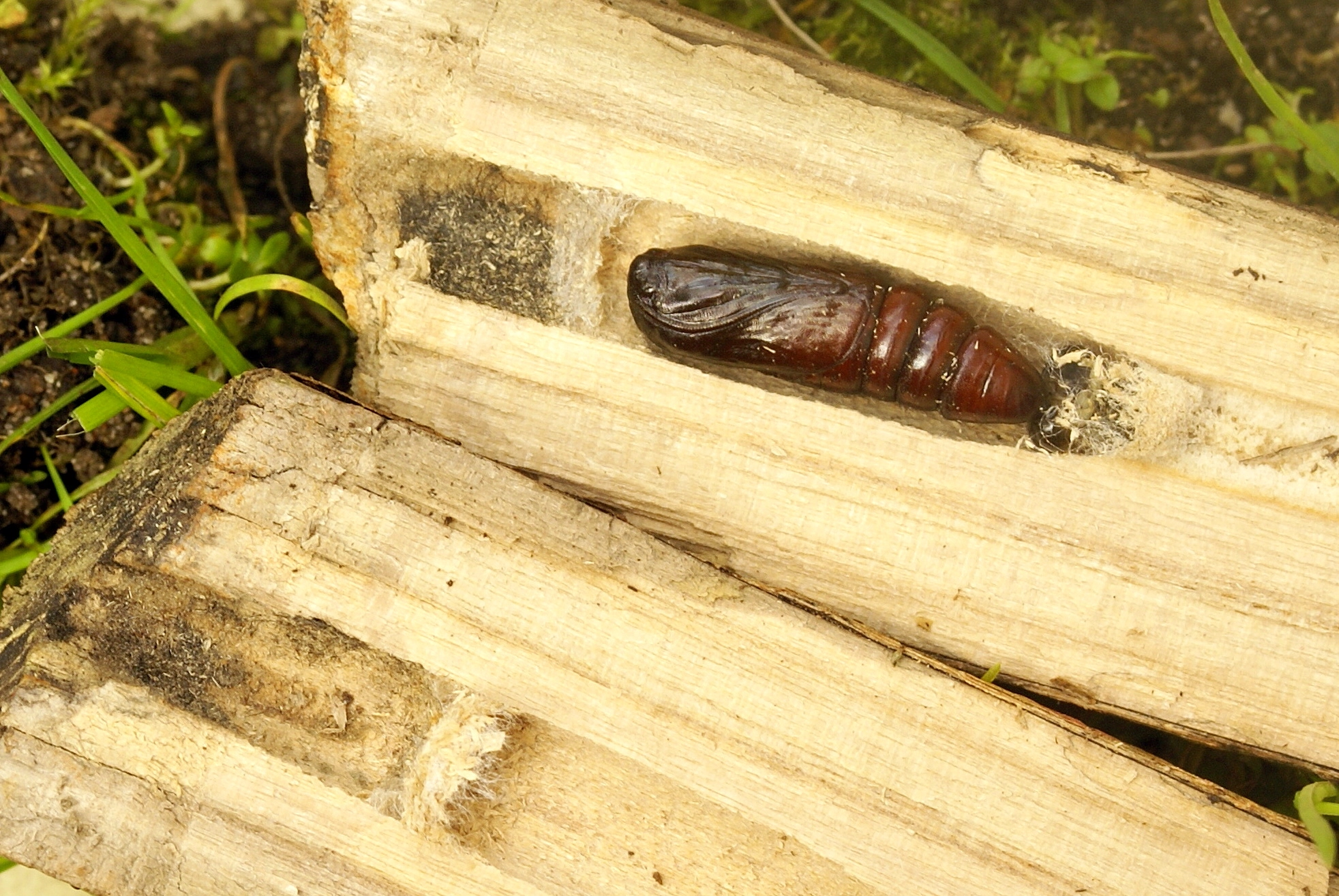 Acrolepo_52166_.jpg