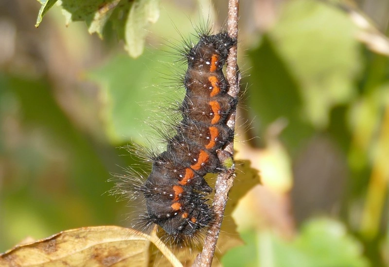 Acromeny_53474_.jpg