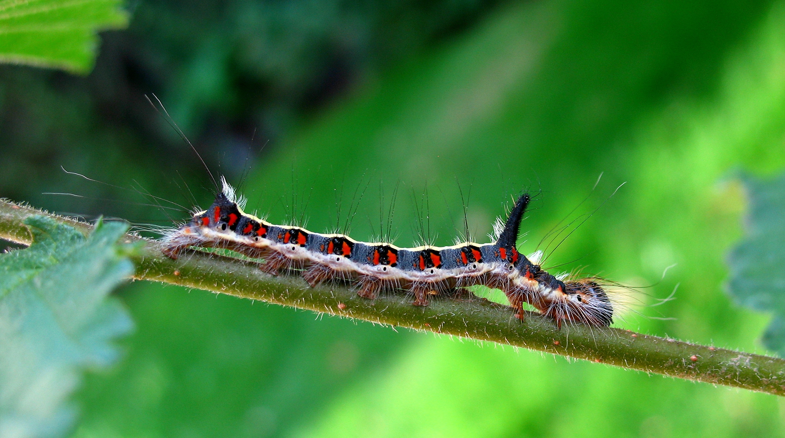 Acropsi_45257_.jpg