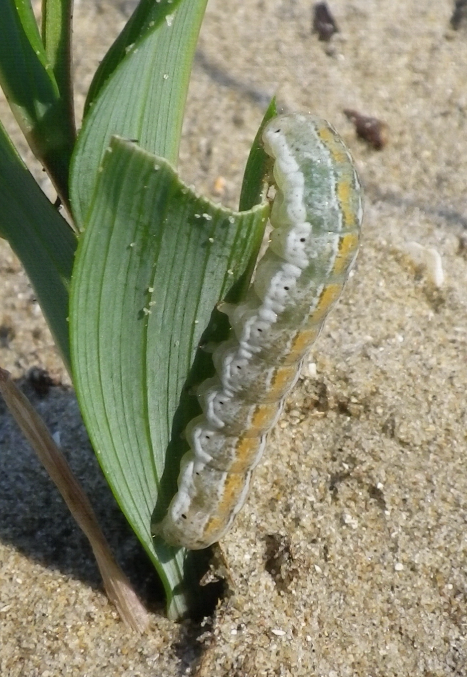 Acteprae_43016_.jpg