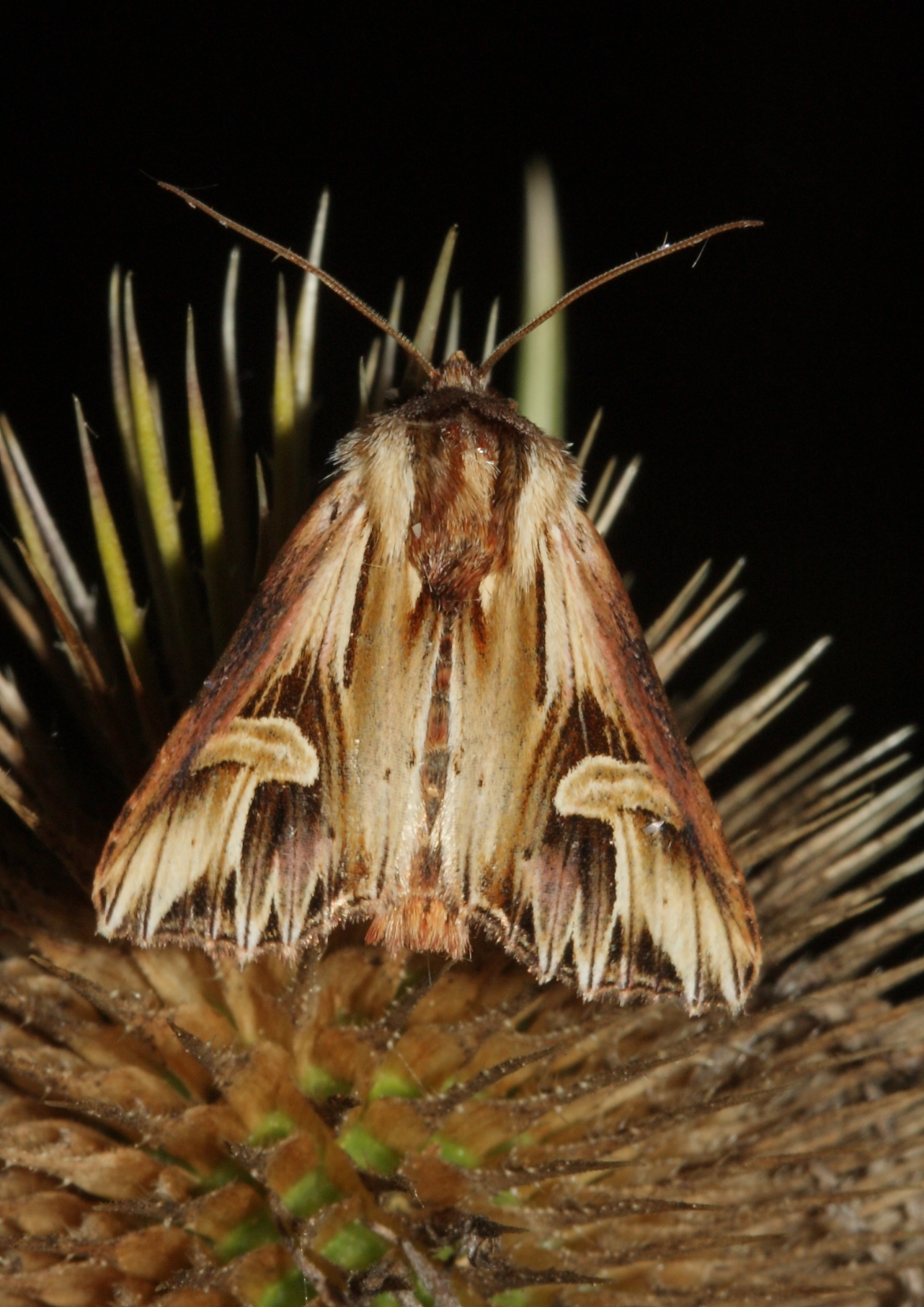 Actipoly_53262_.jpg
