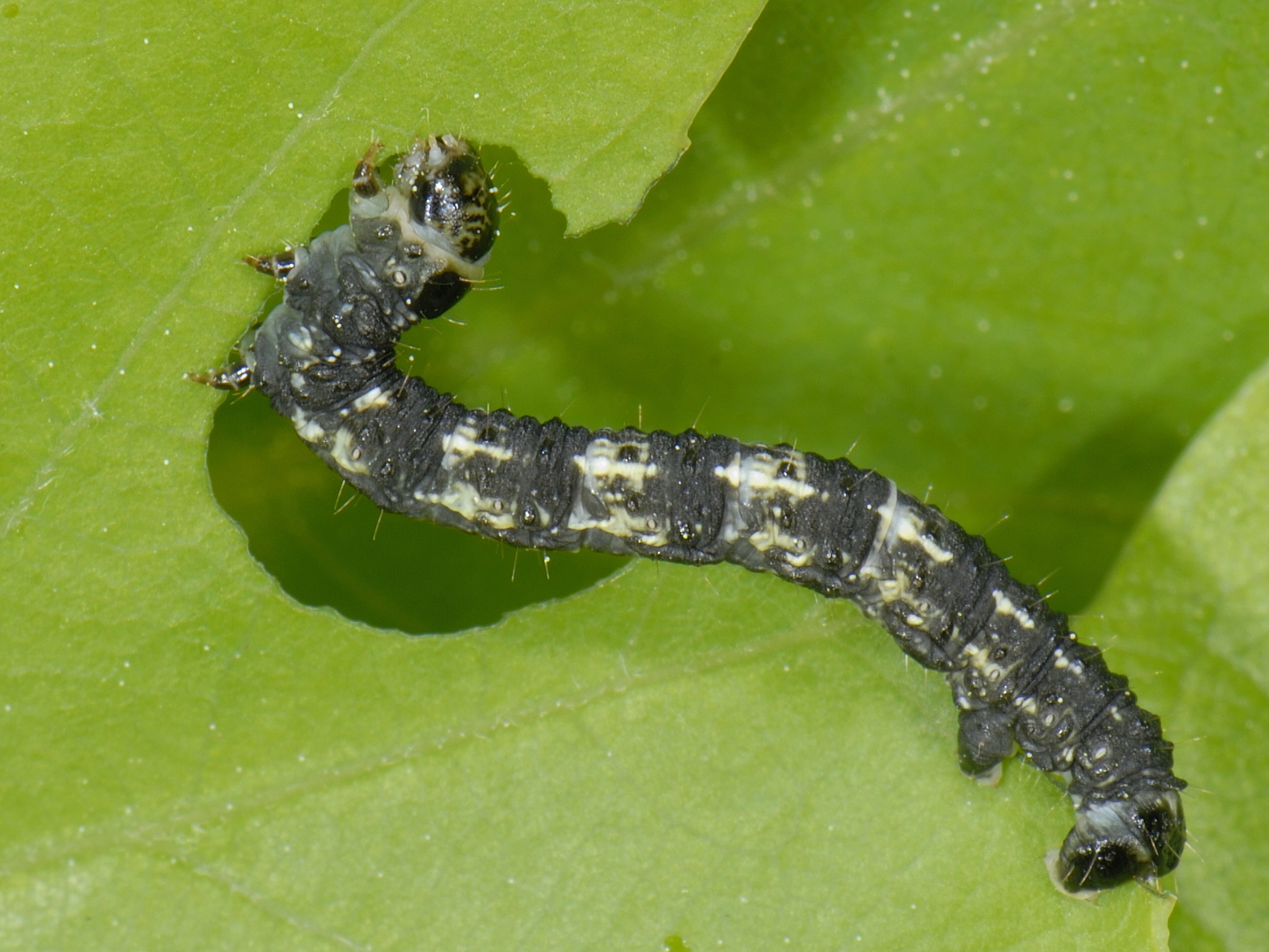 Agrileuc_23396_.jpg