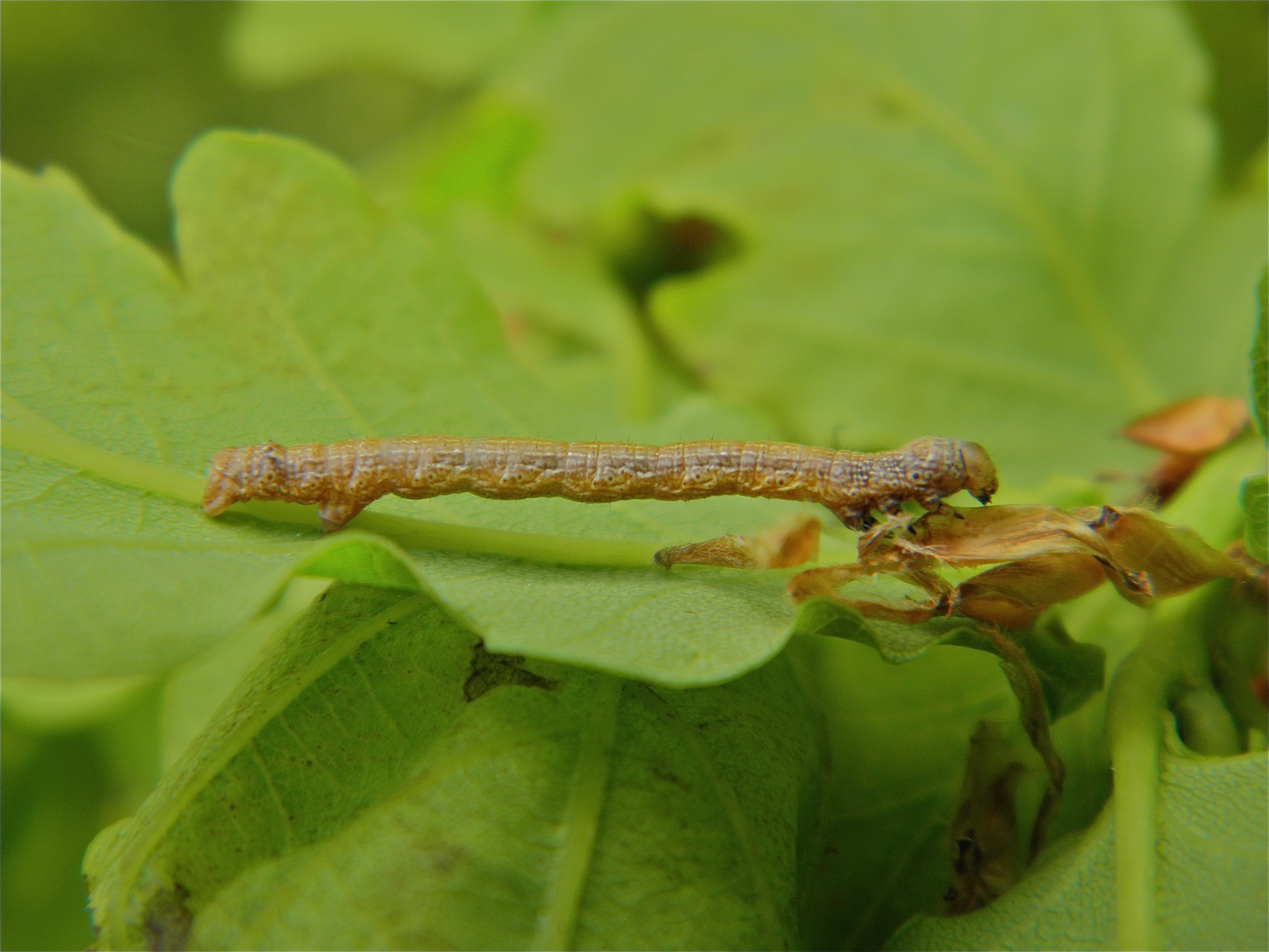 Agrimarg_43011_.jpg