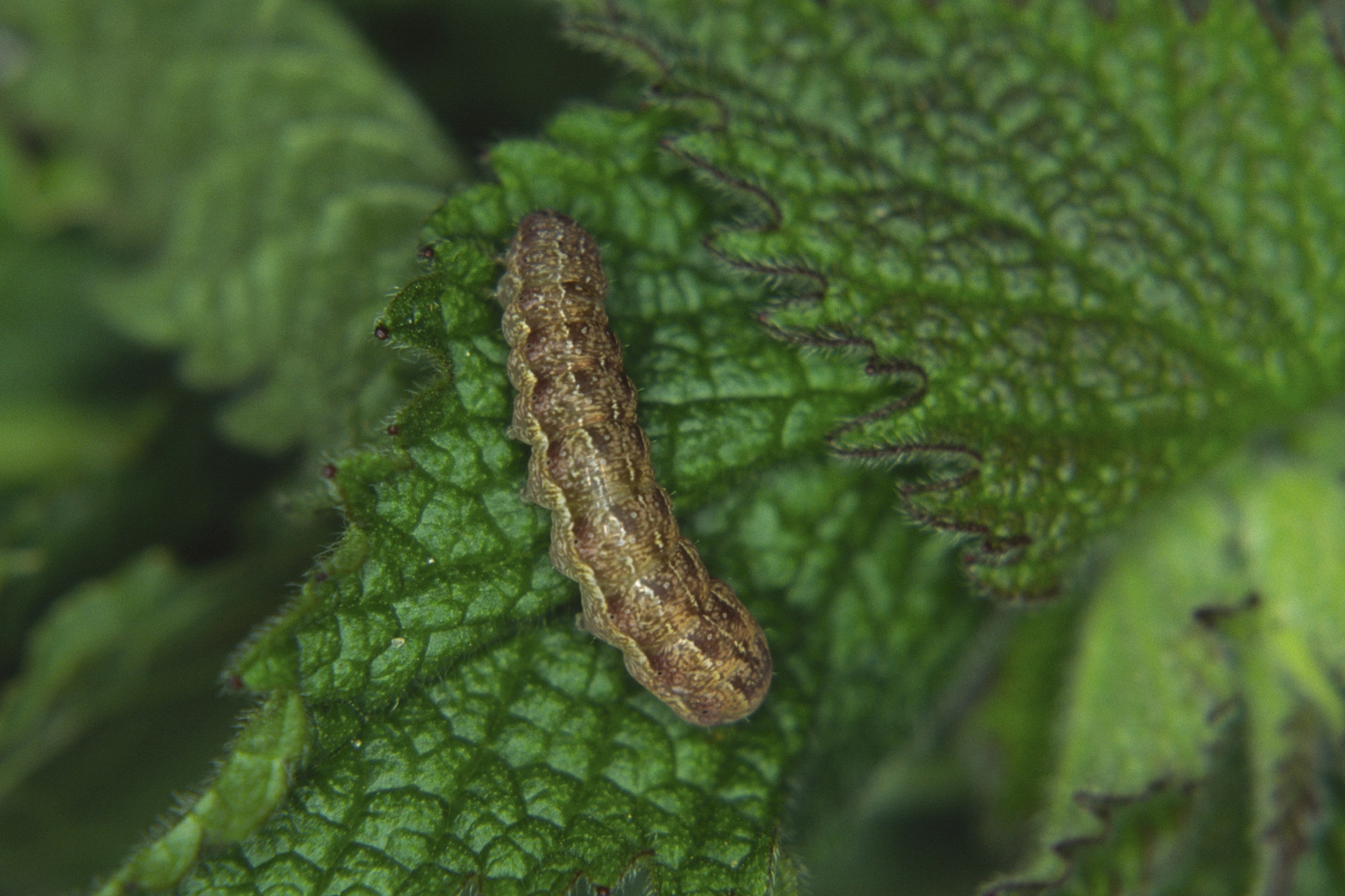 Agrocirc_13665_.jpg