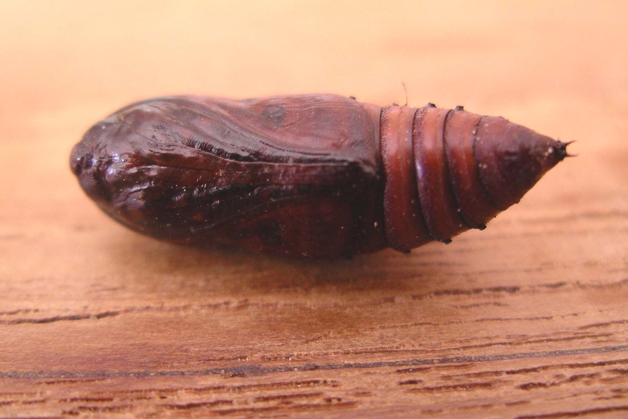 Agroexcl_12801_.jpg