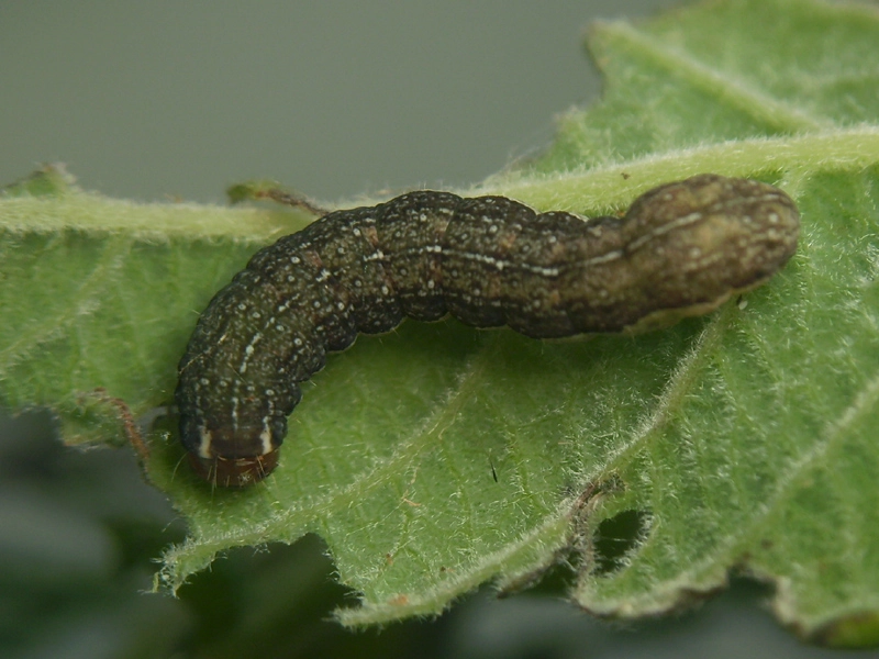 Agrolota_14899_.jpg