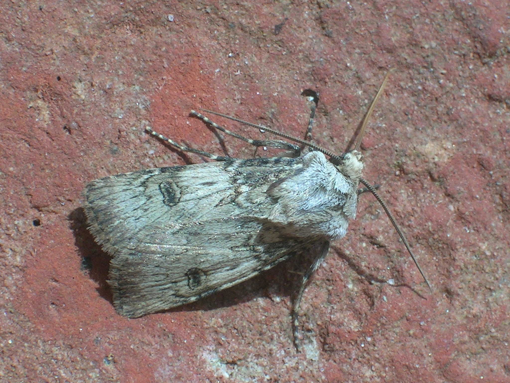 Agroputa_18309_.jpg