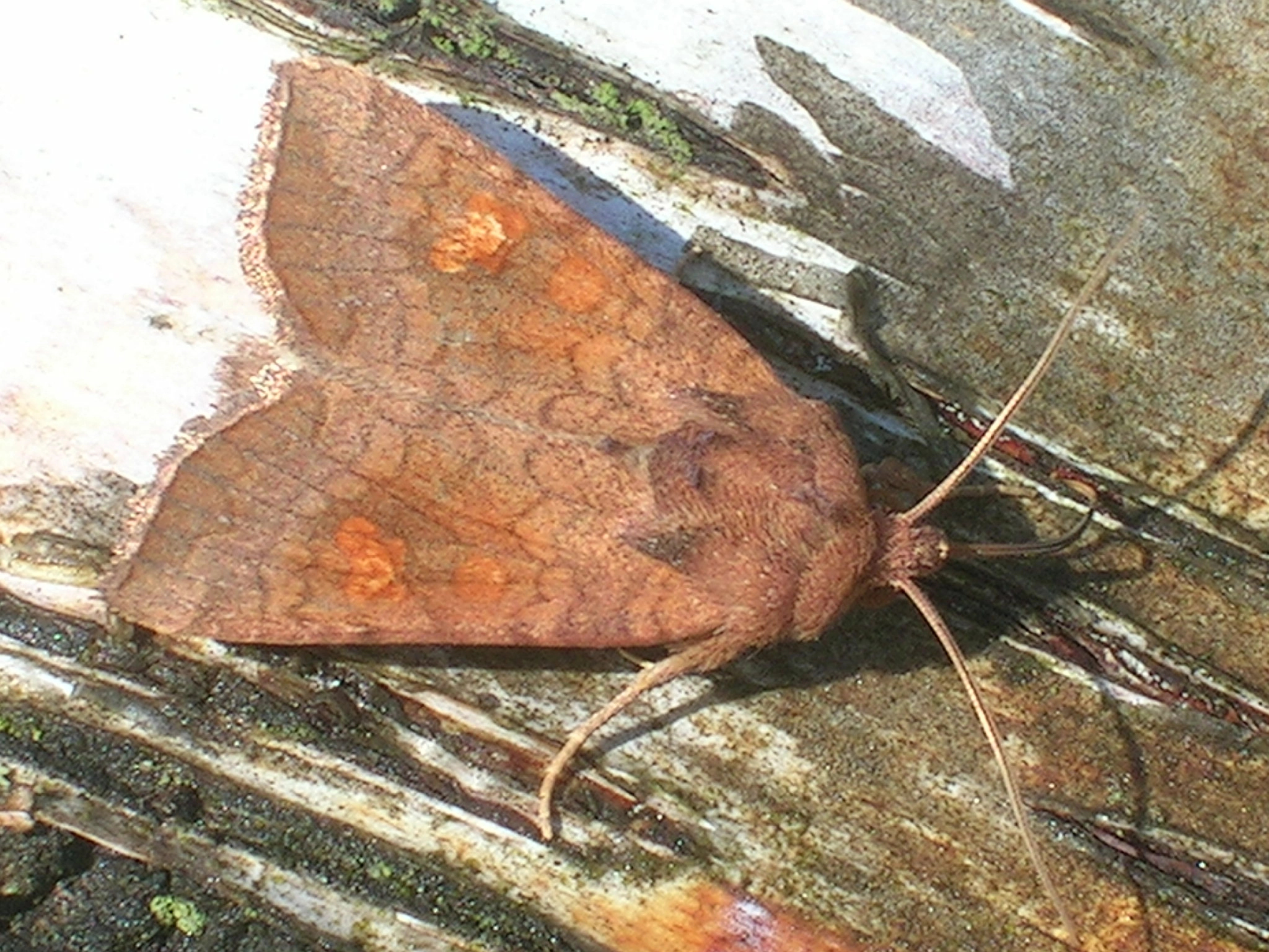 Amphocul_29947_.jpg