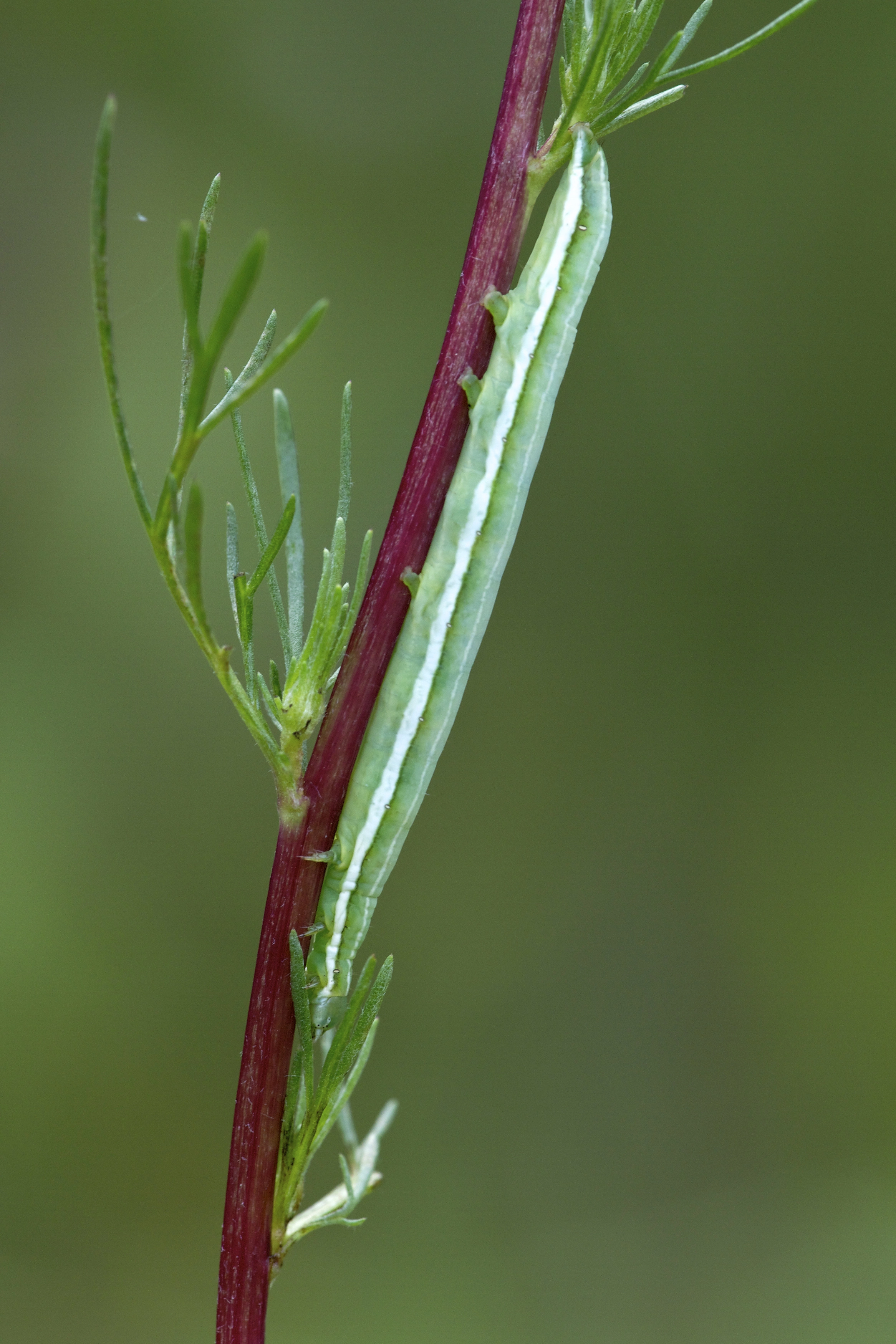 Antichi_50161_.jpg