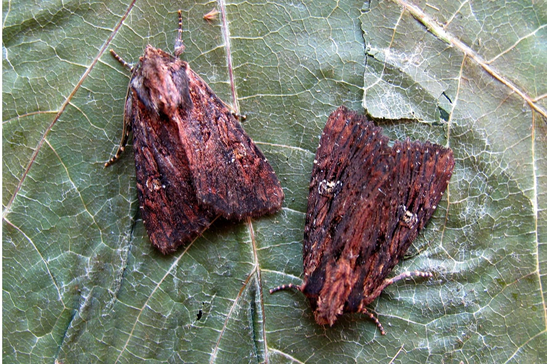 Apamaqui_44185_.jpg