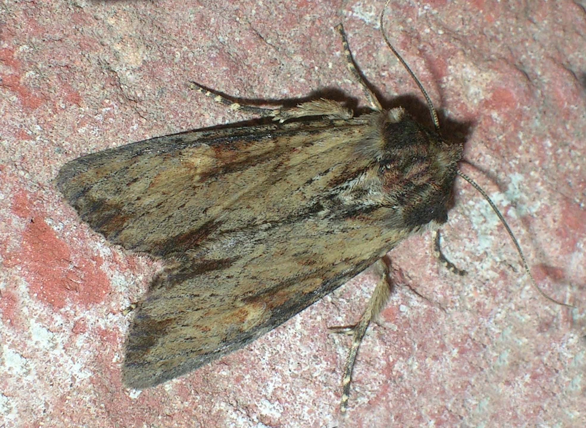 Apamcren_12854_.jpg