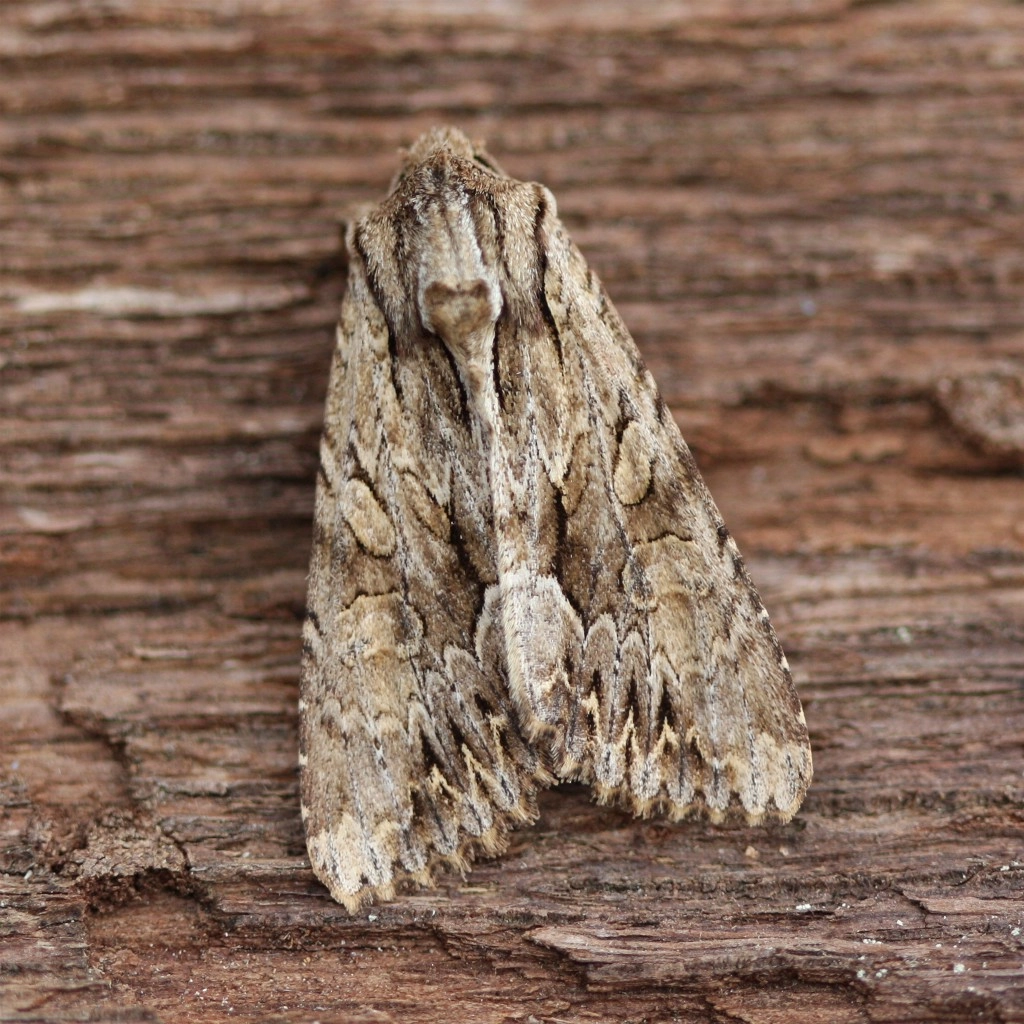 Apammono_28319_.jpg