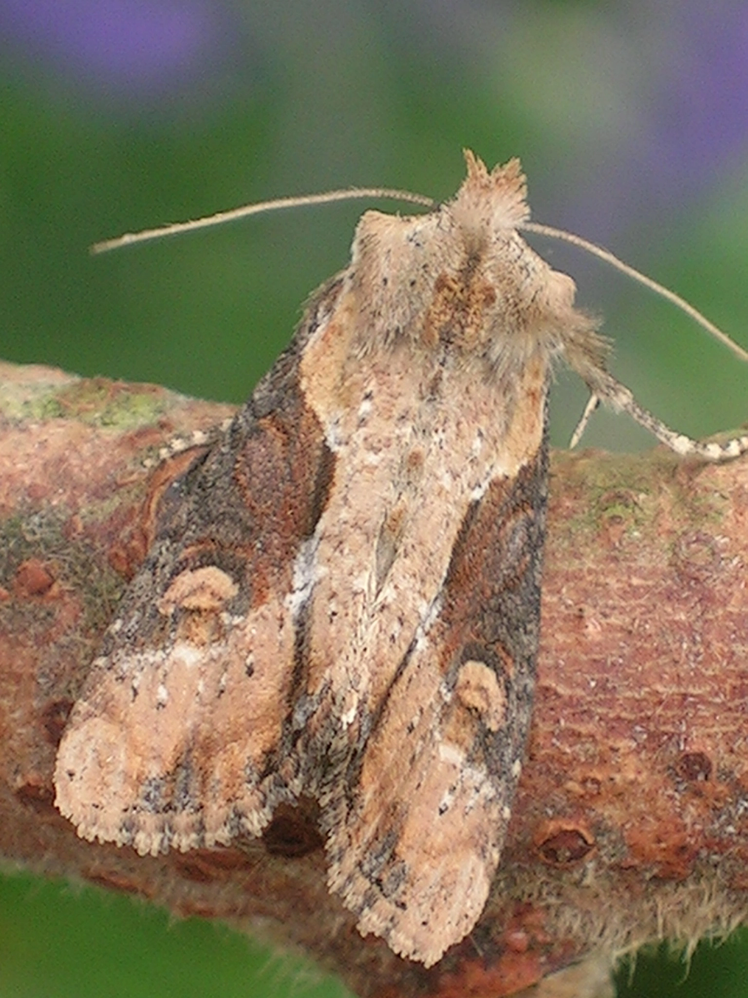 Apamophi_28539_.jpg