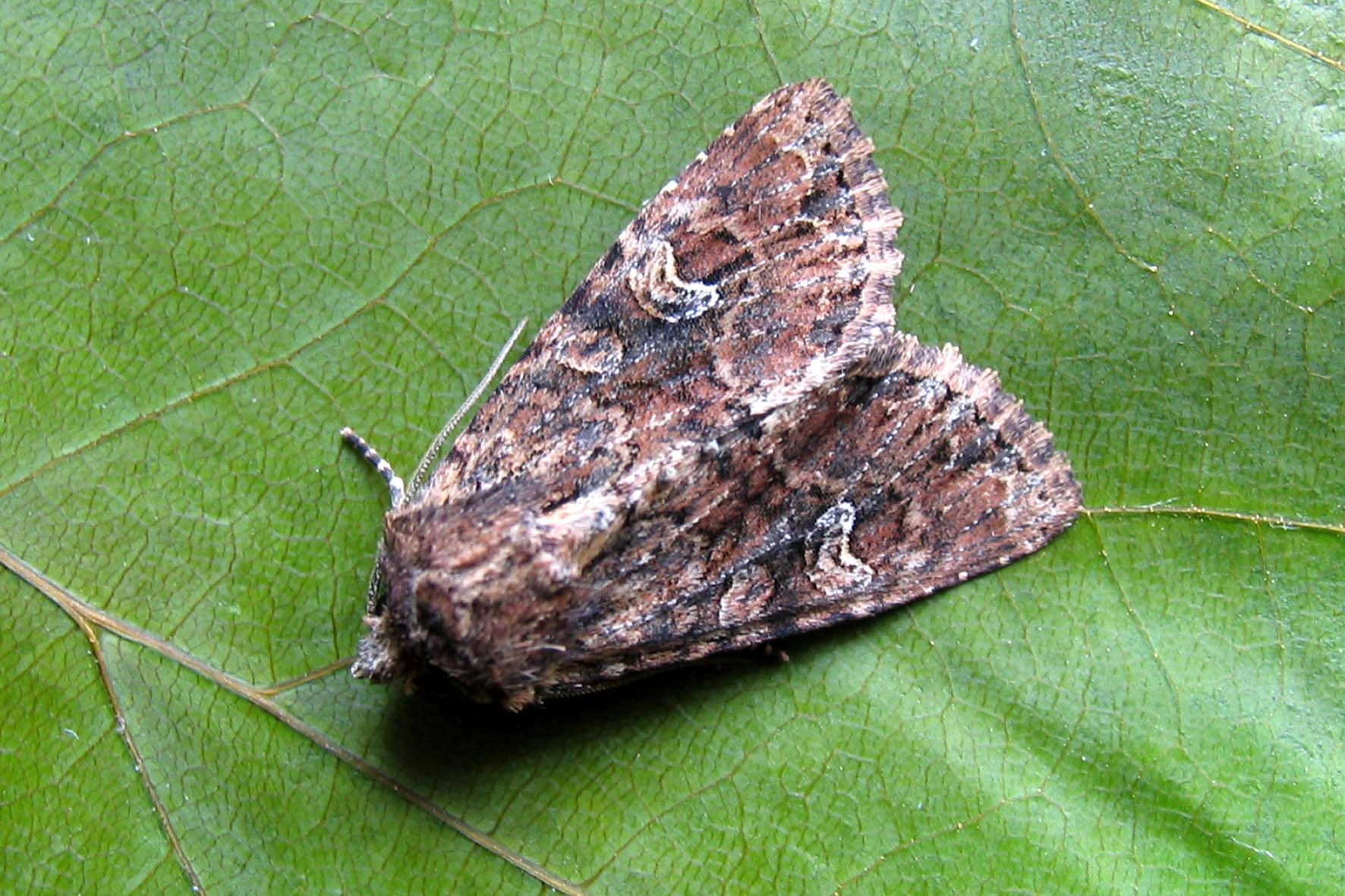 Apamunan_49036_.jpg