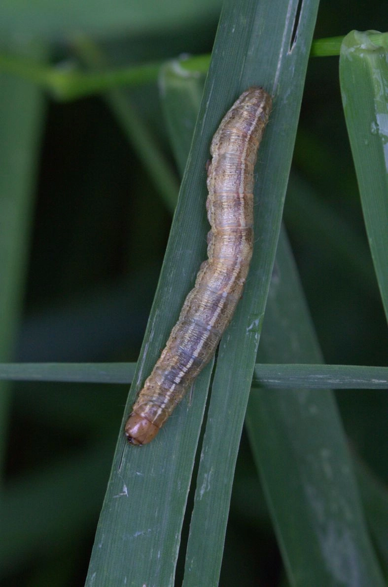 Apamunan_52415_.jpg