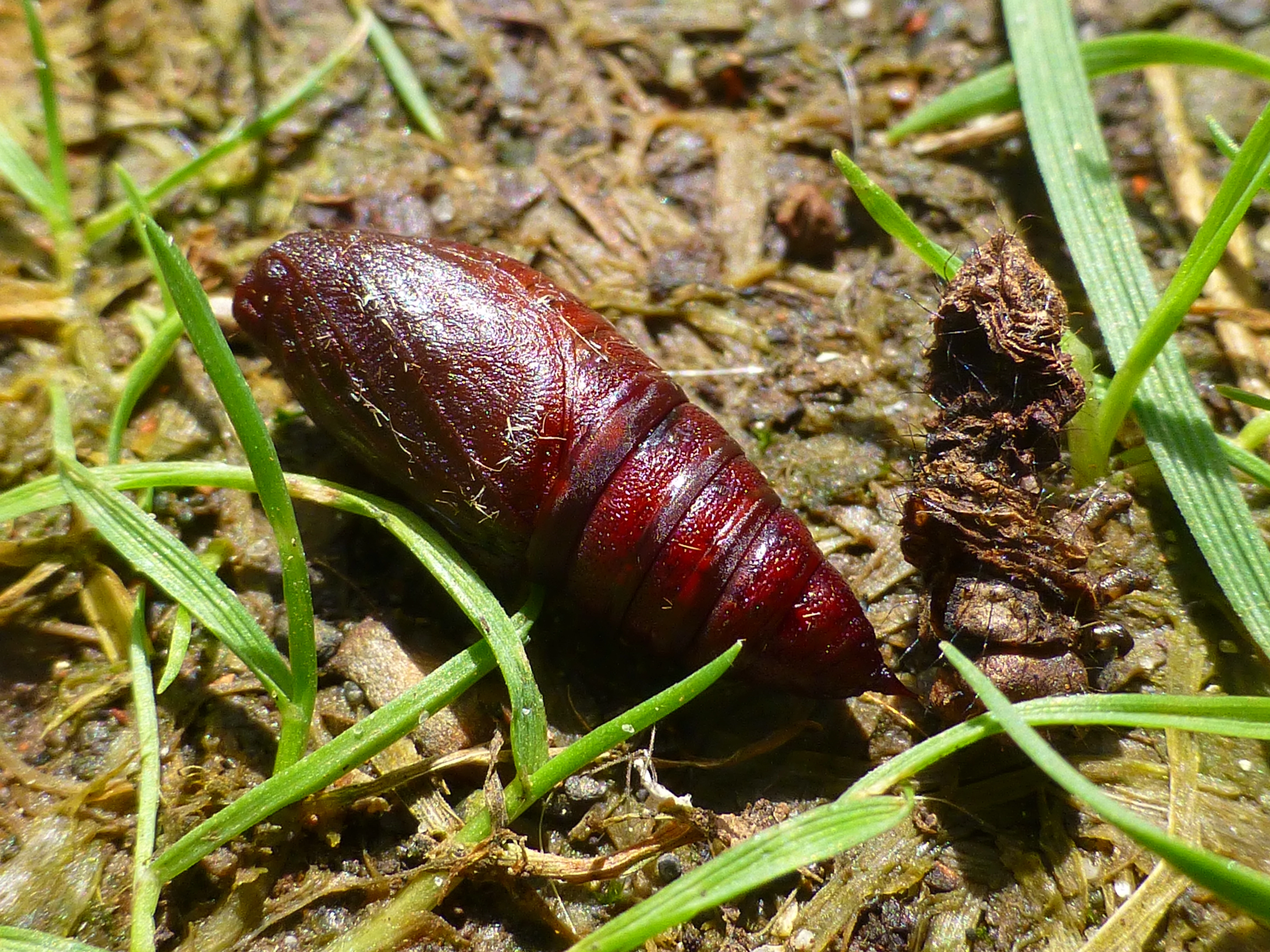 Apocpilo_47594_.jpg