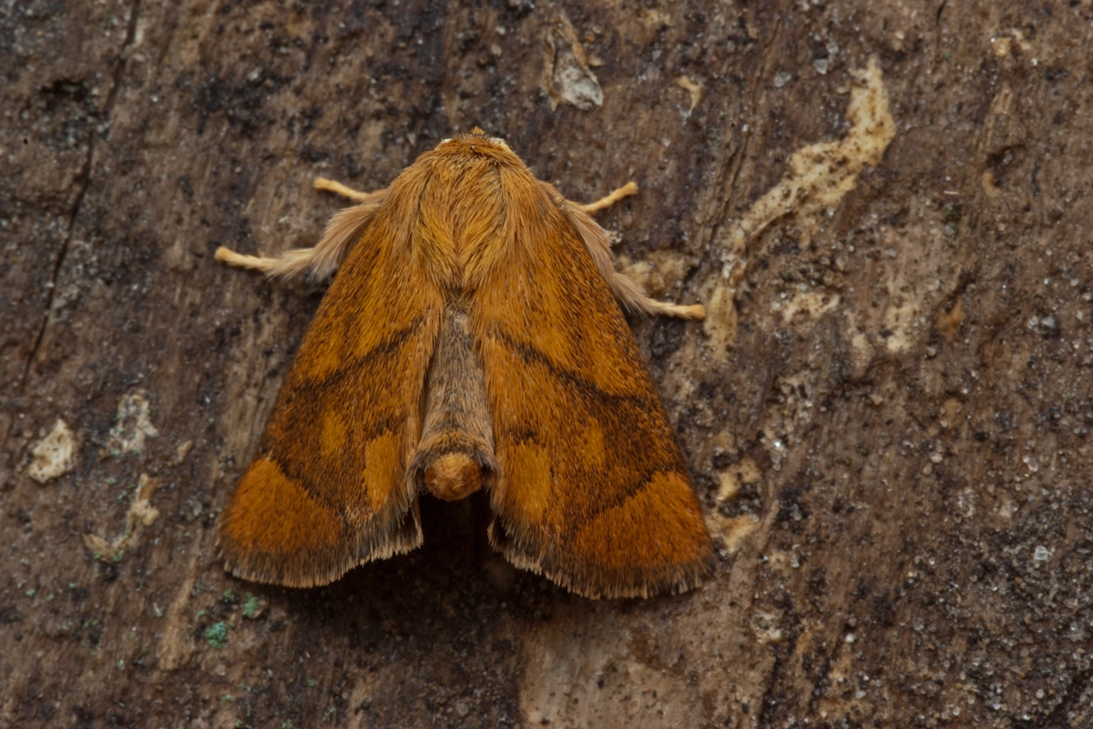 Apodlima_42376_.jpg