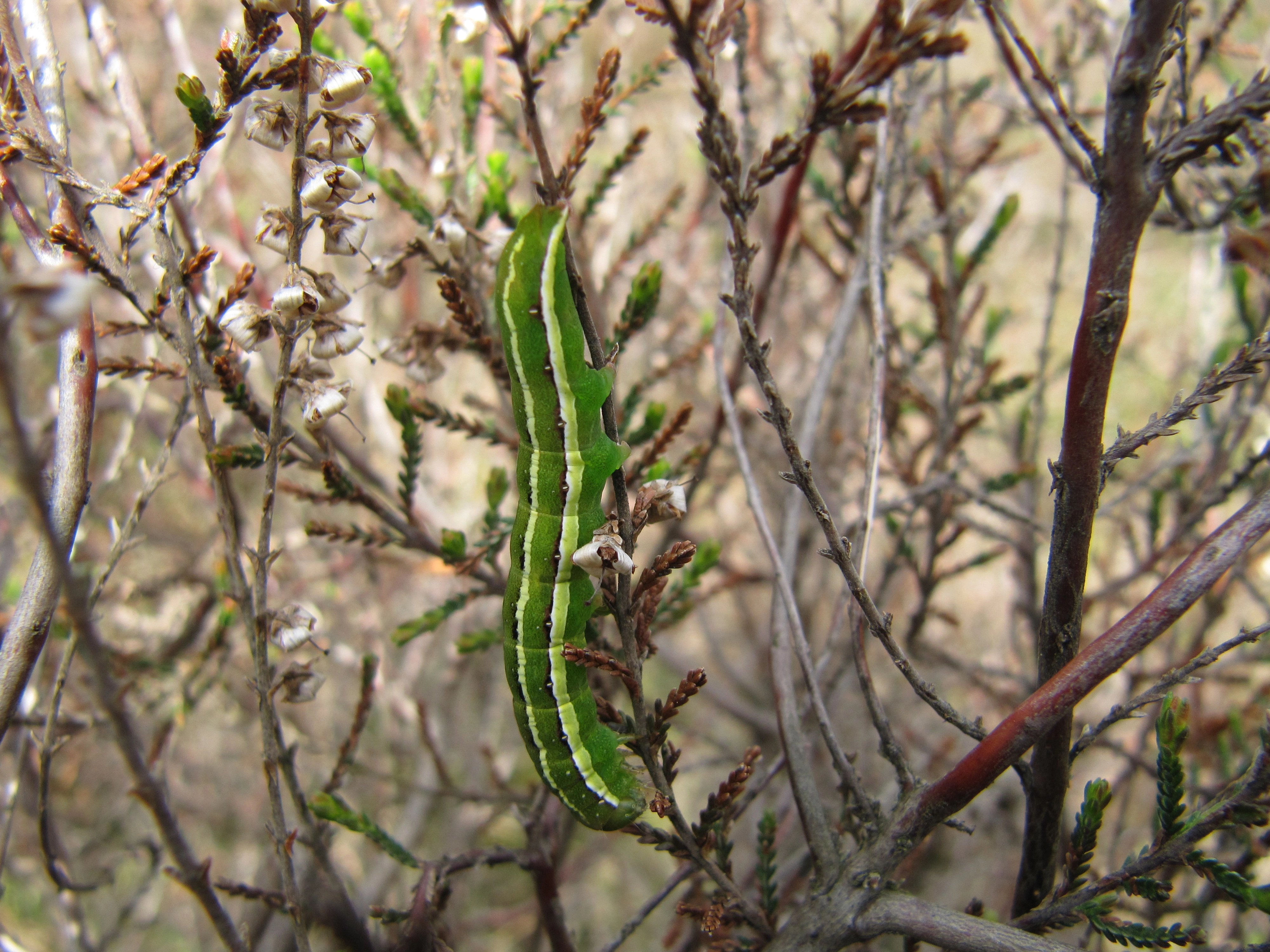 Aporluen_43341_.jpg