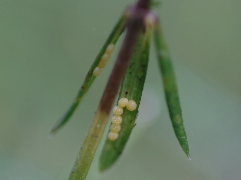 Aporlutu_52083_.jpg