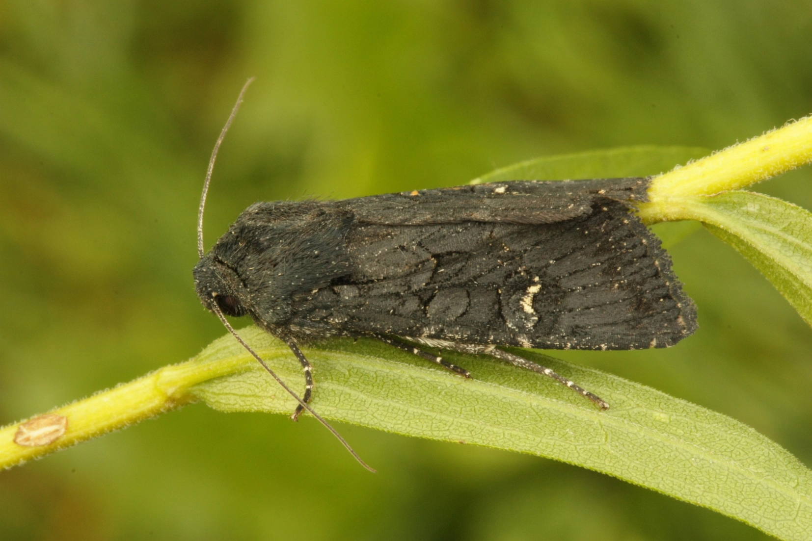 Apornigr_41866_.jpg