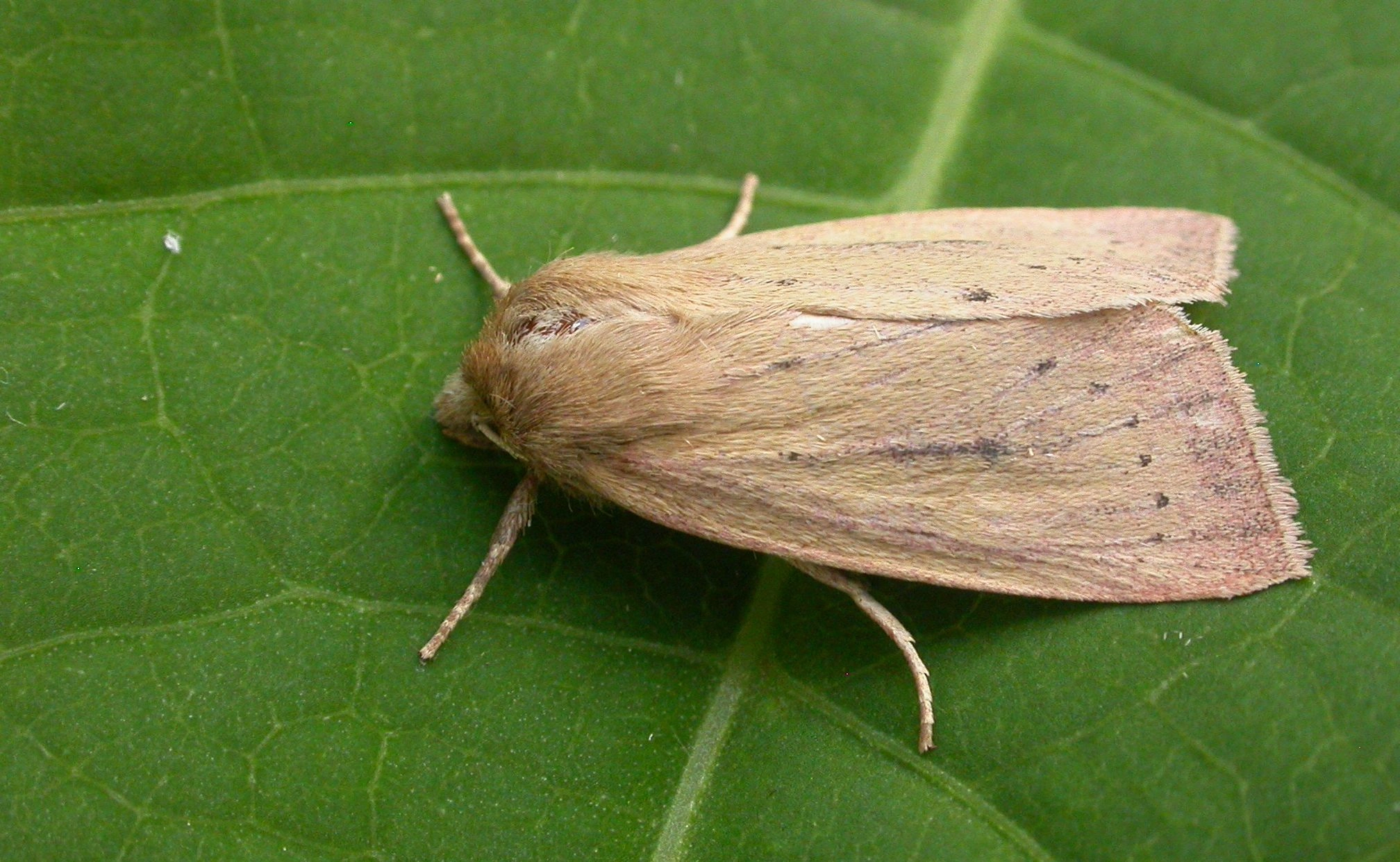 Archalga_44591_.jpg