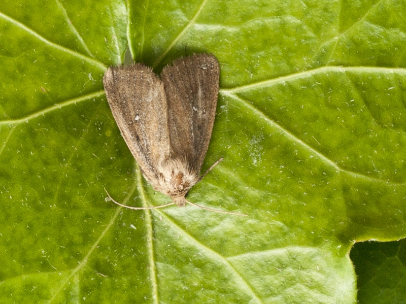 Archgemi_45051_.jpg