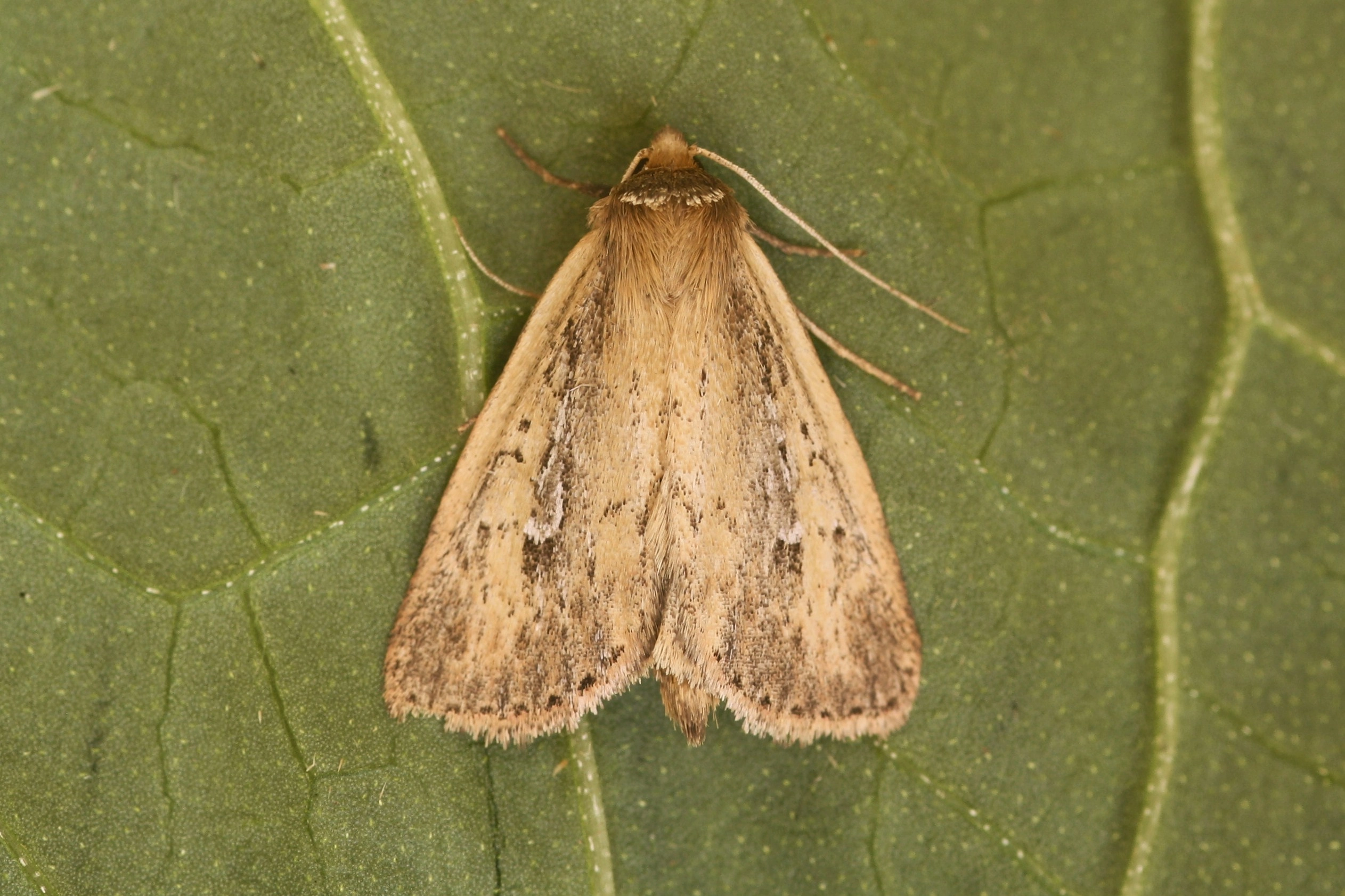 Archneur_35453_.jpg