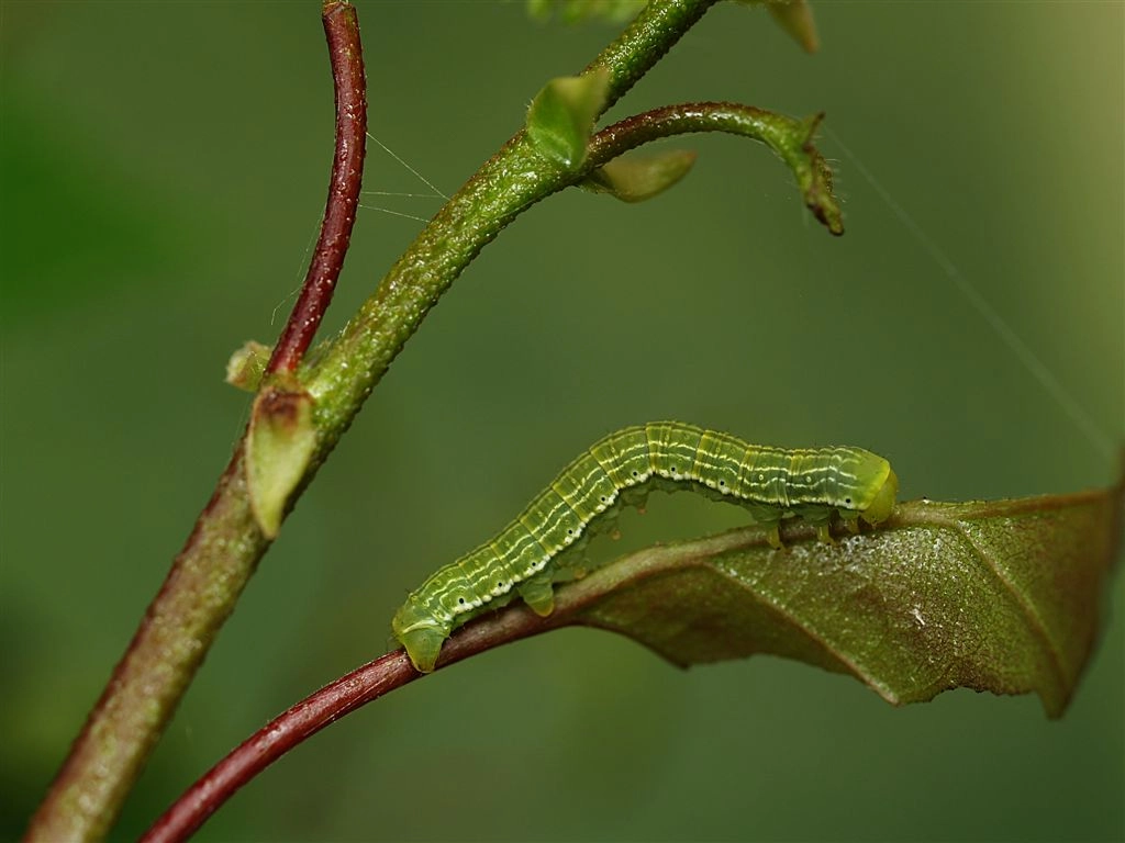 Archpart_25440_.jpg