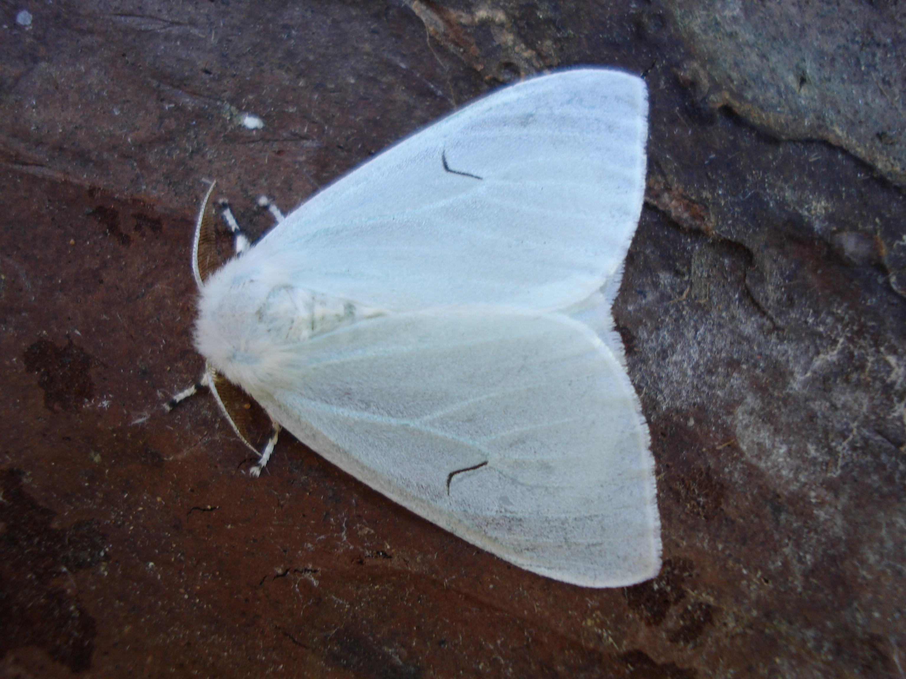 Arctlnig_37142_.jpg