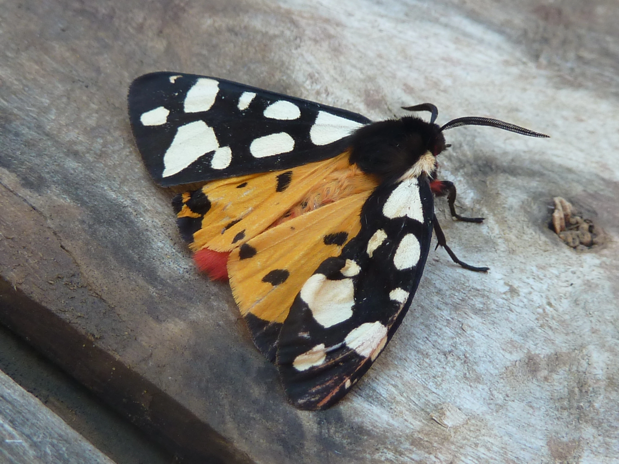 Arctvill_47079_.jpg