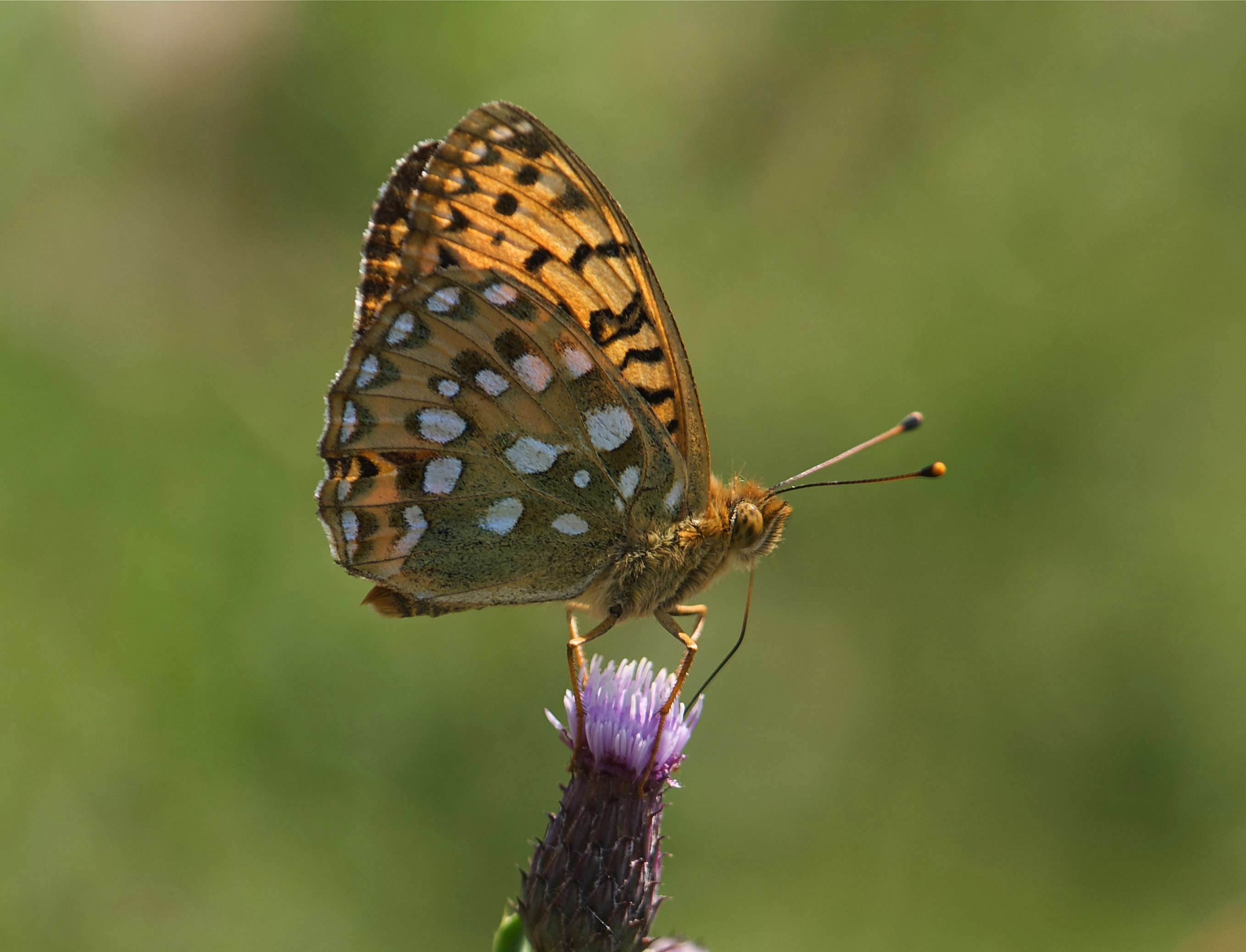 Argyagla_23558_.jpg