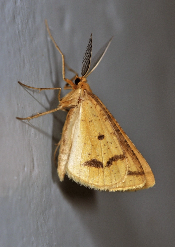 Aspiochr_42681_.jpg