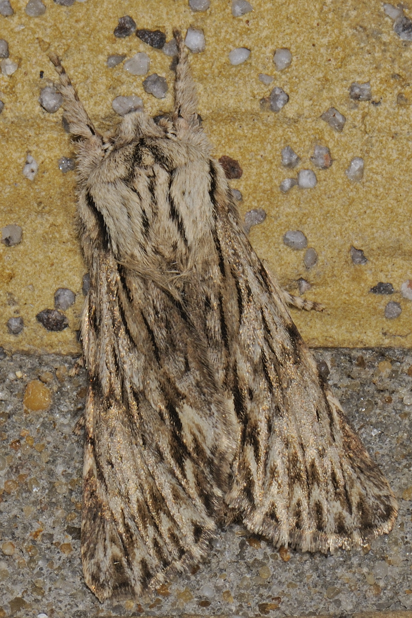 Astesphi_31563_.jpg