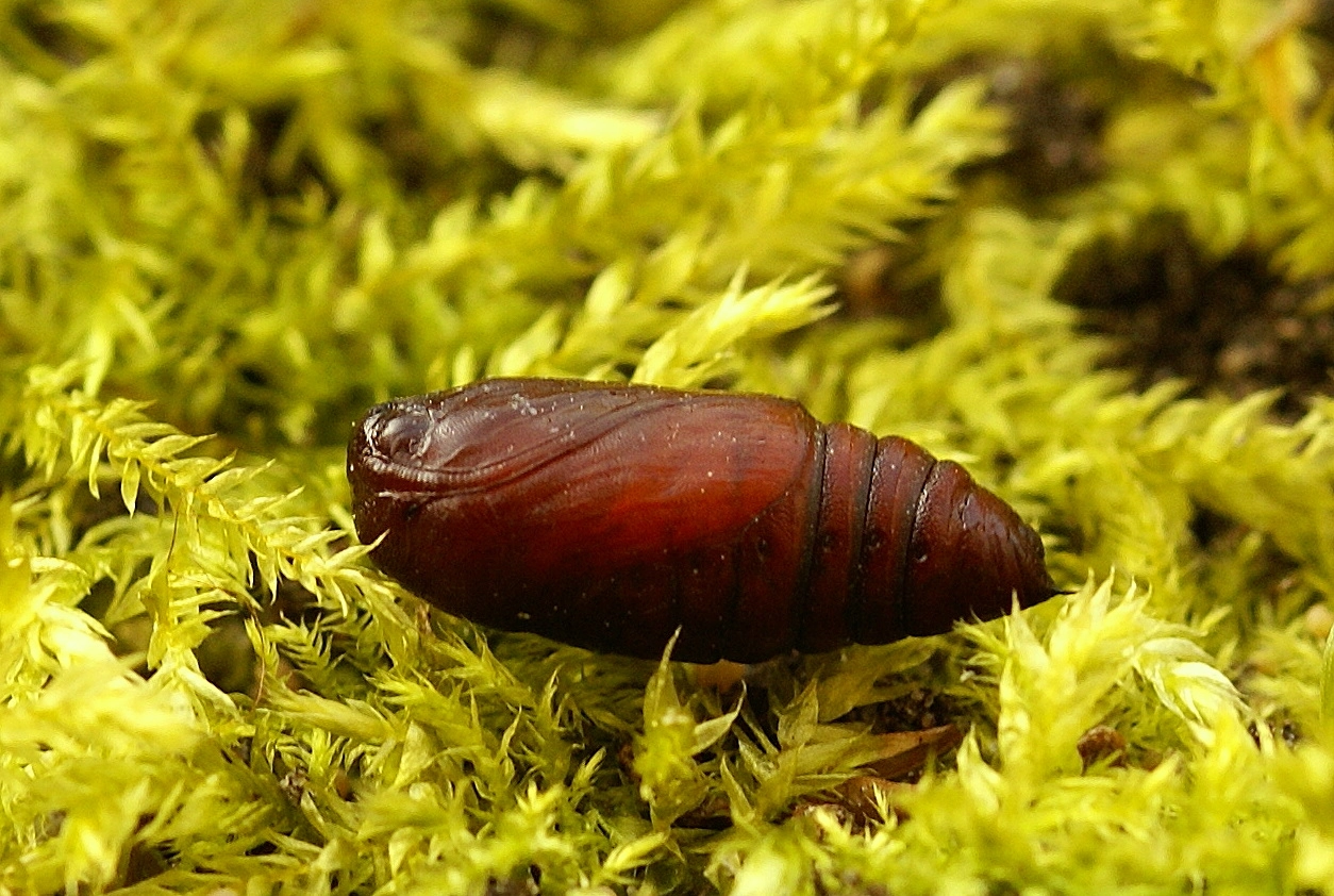 Axylputr_51079_.jpg
