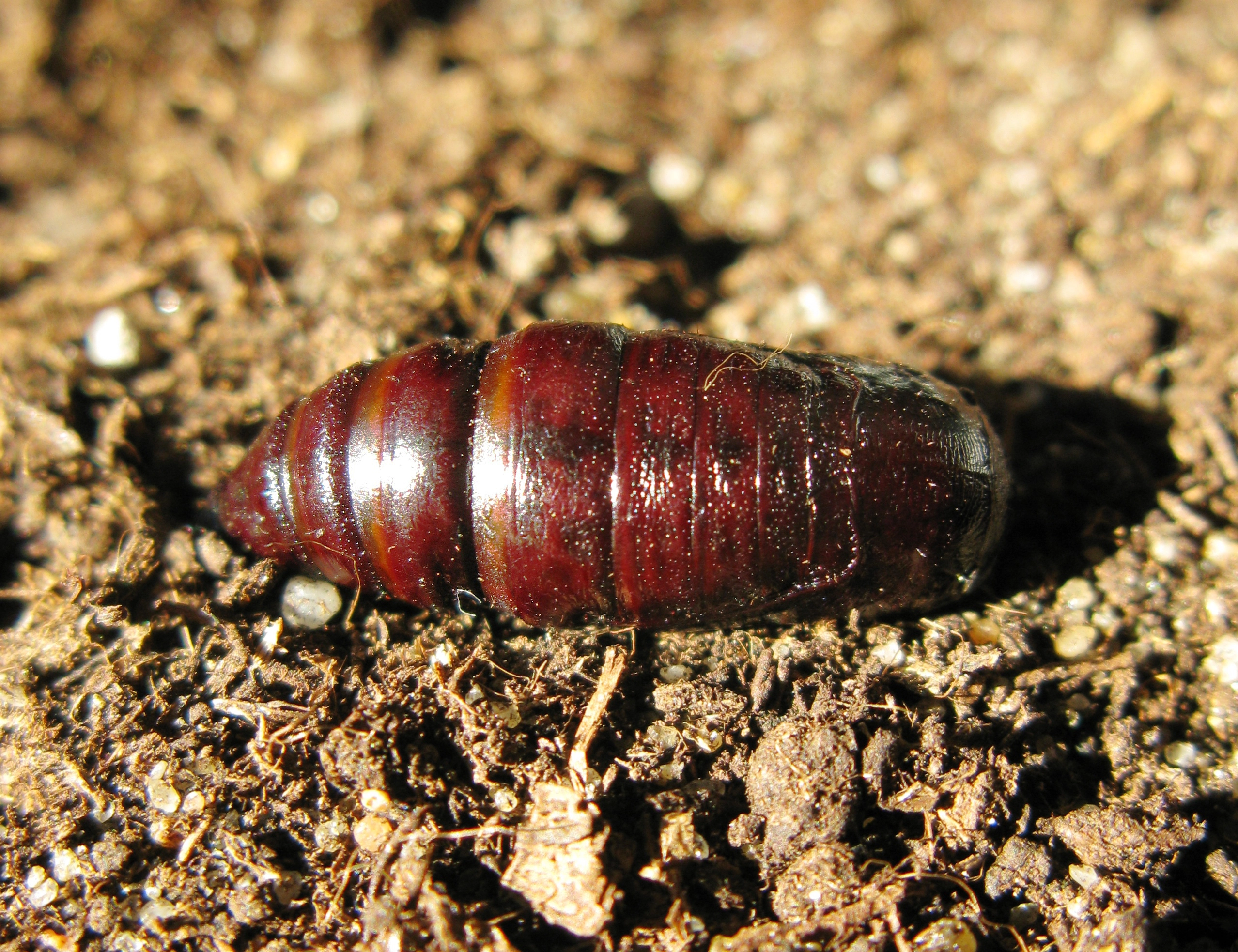 Bistbetu_42131_.jpg