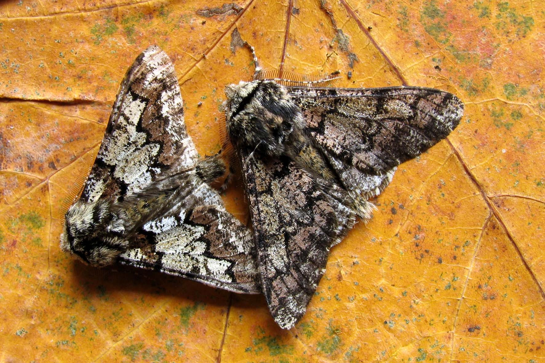 Biststra_46484_.jpg