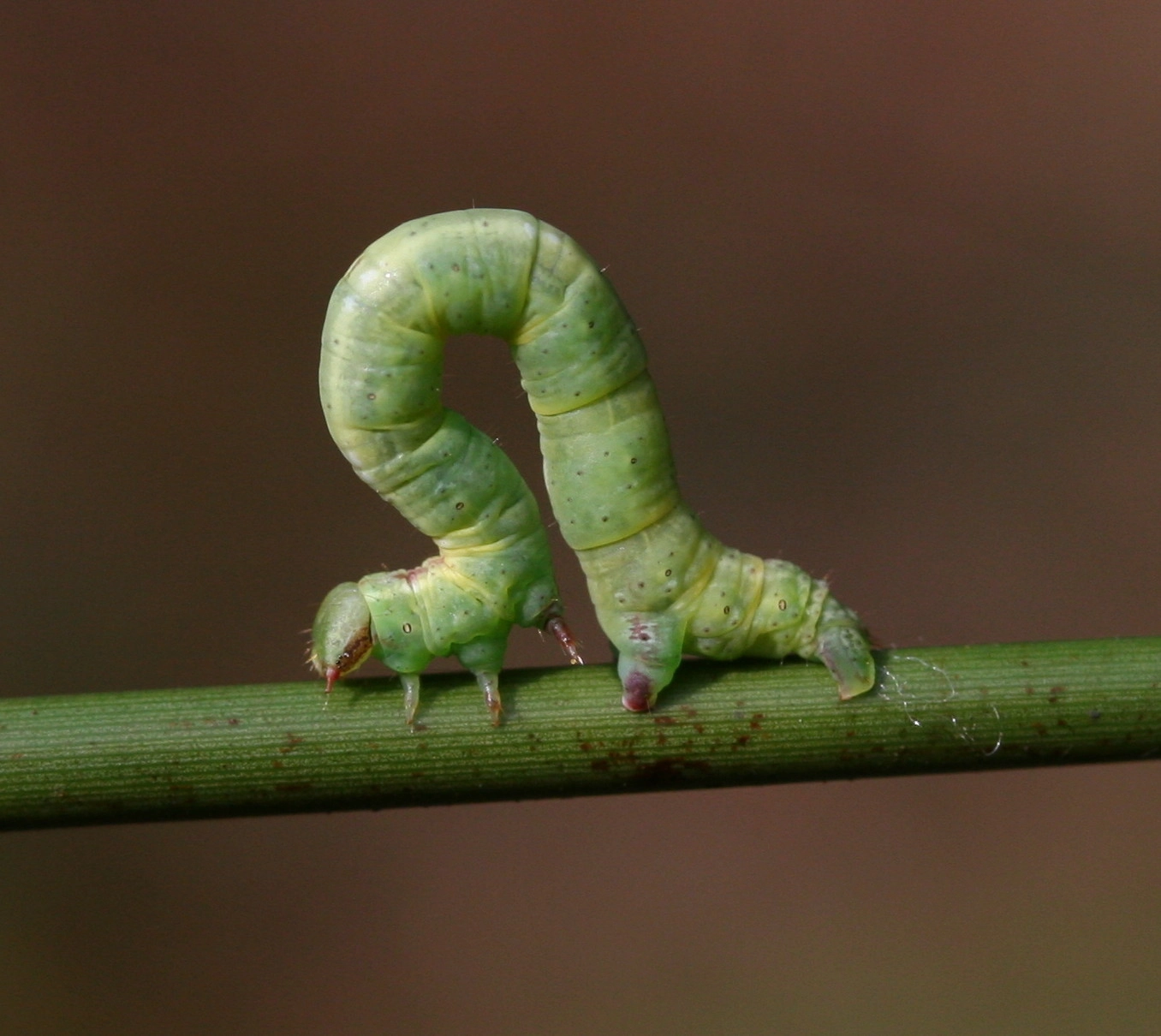 Cabepusa_14893_.jpg