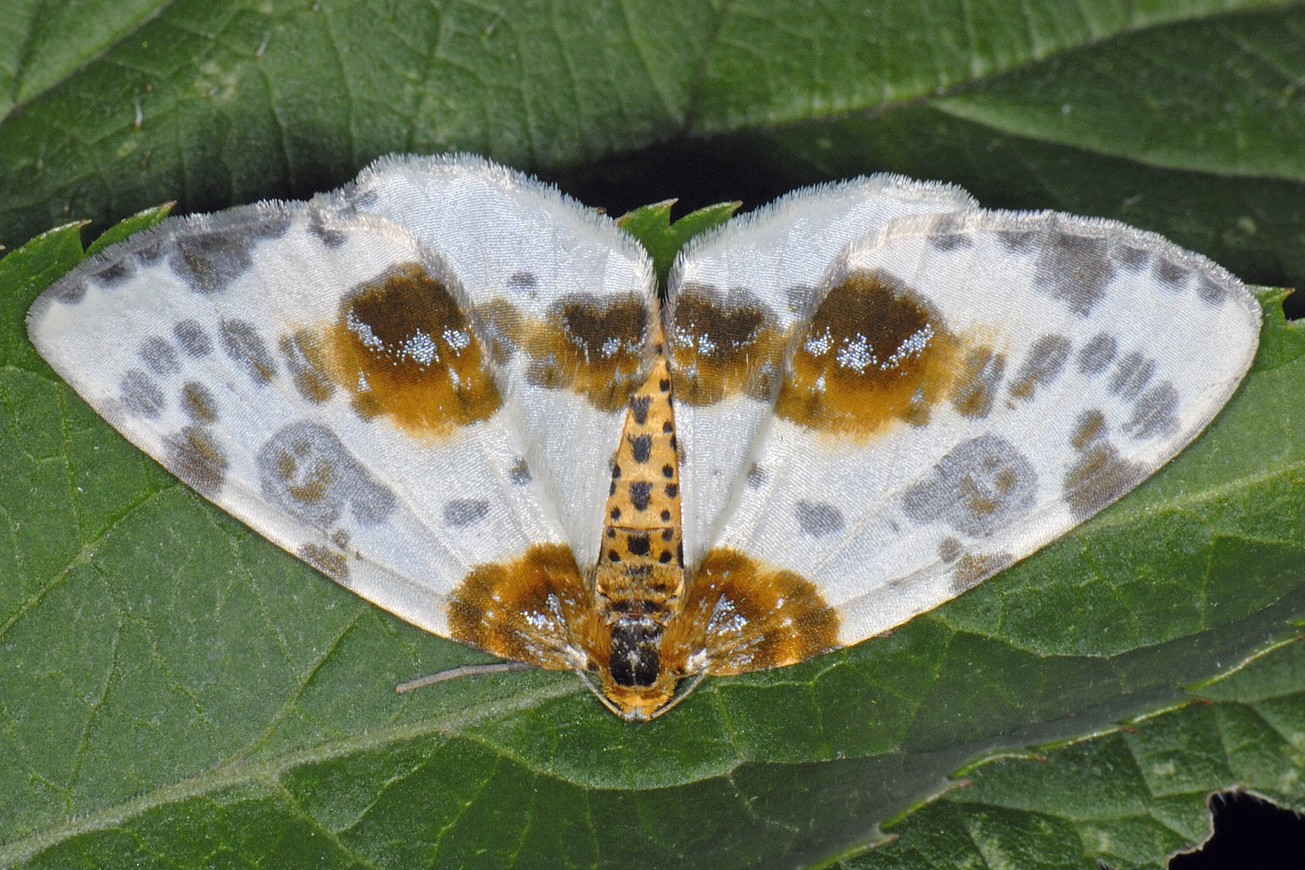 Calosylv_23269_.jpg