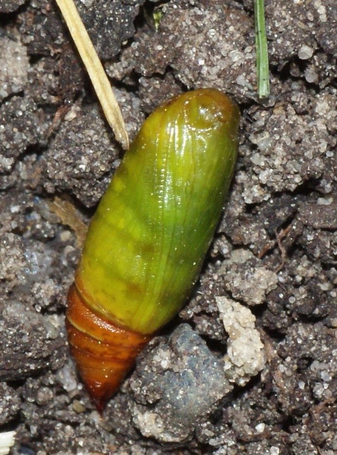 Campbili_38832_.jpg