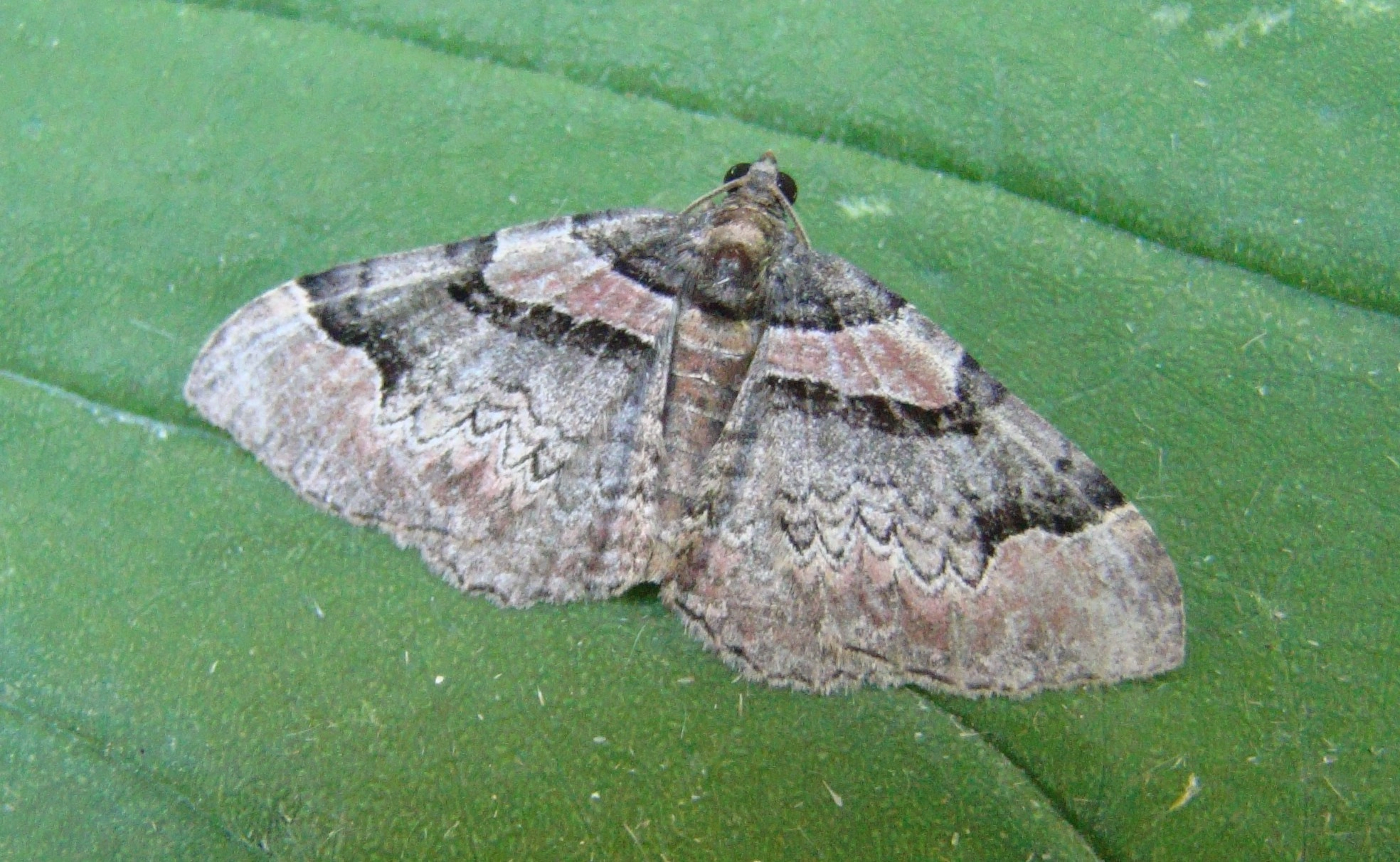 Catarubi_37179_.jpg