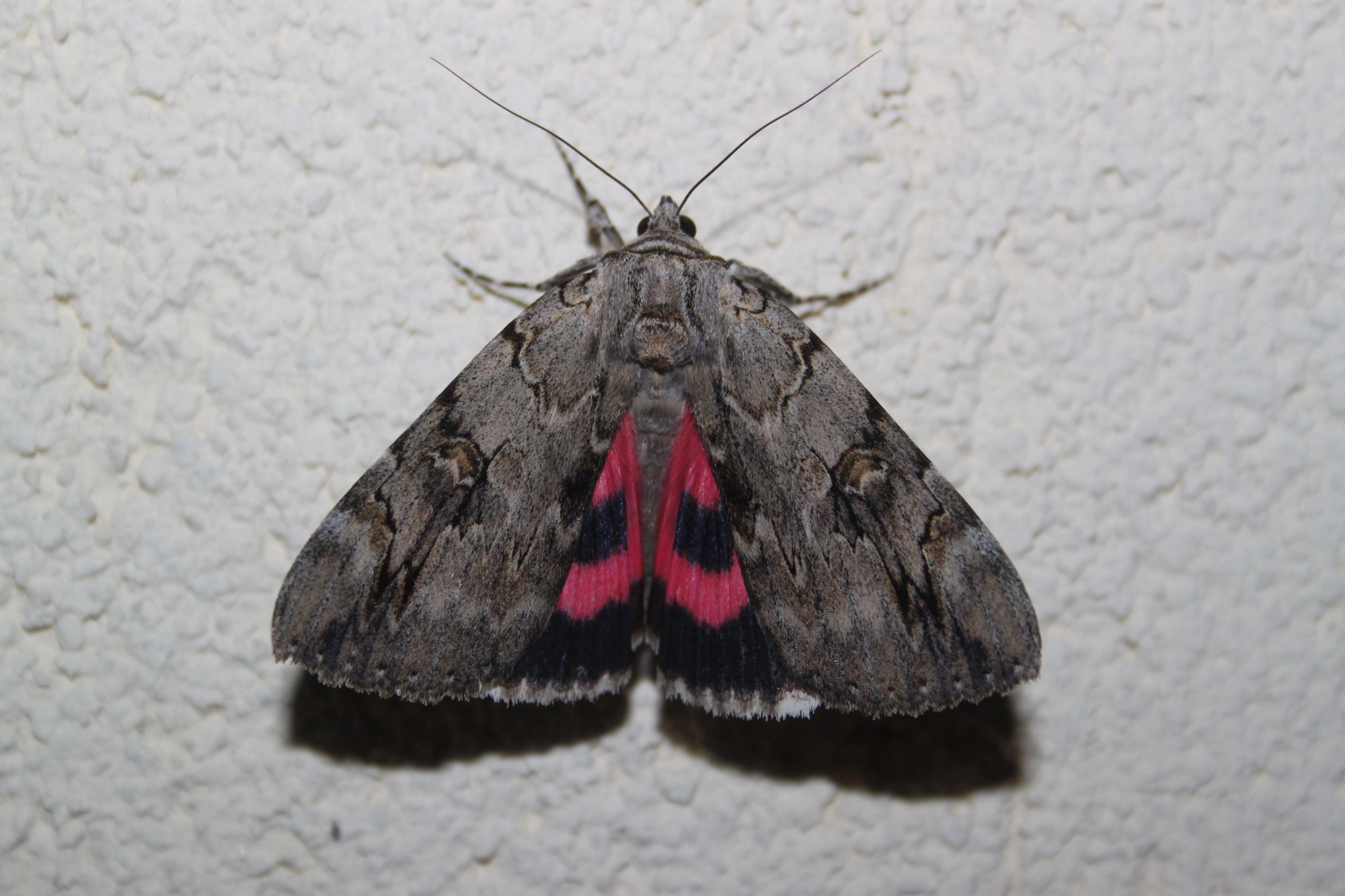 Catoelec_54634_.jpg