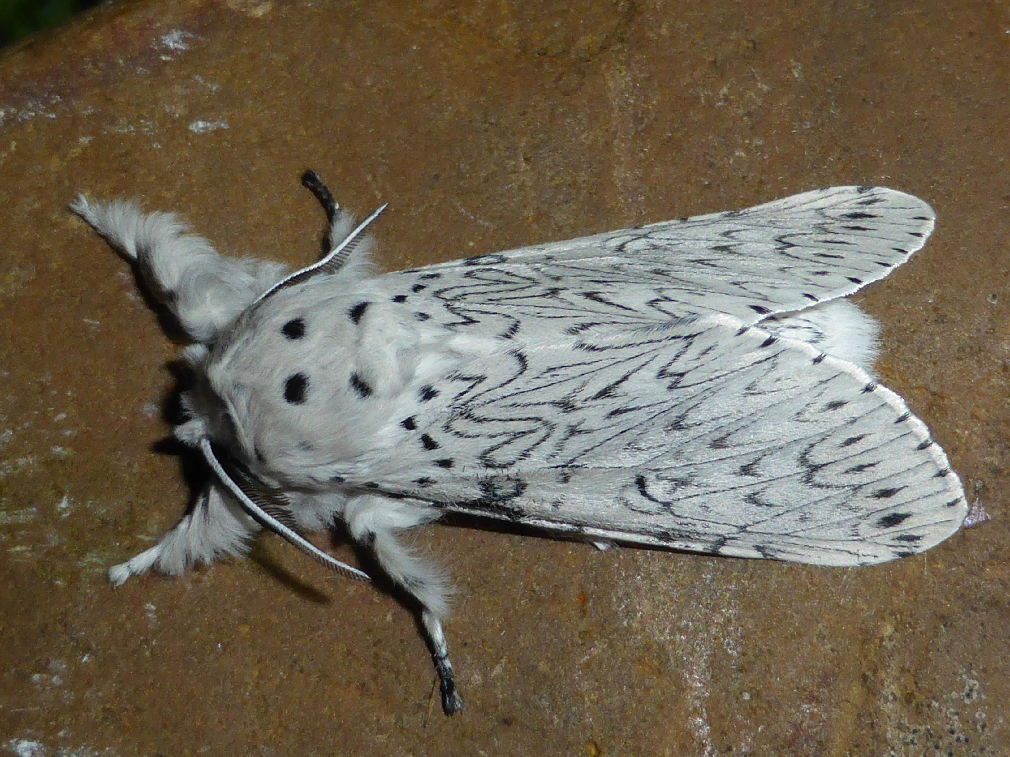 Ceruermi_50985_.jpg