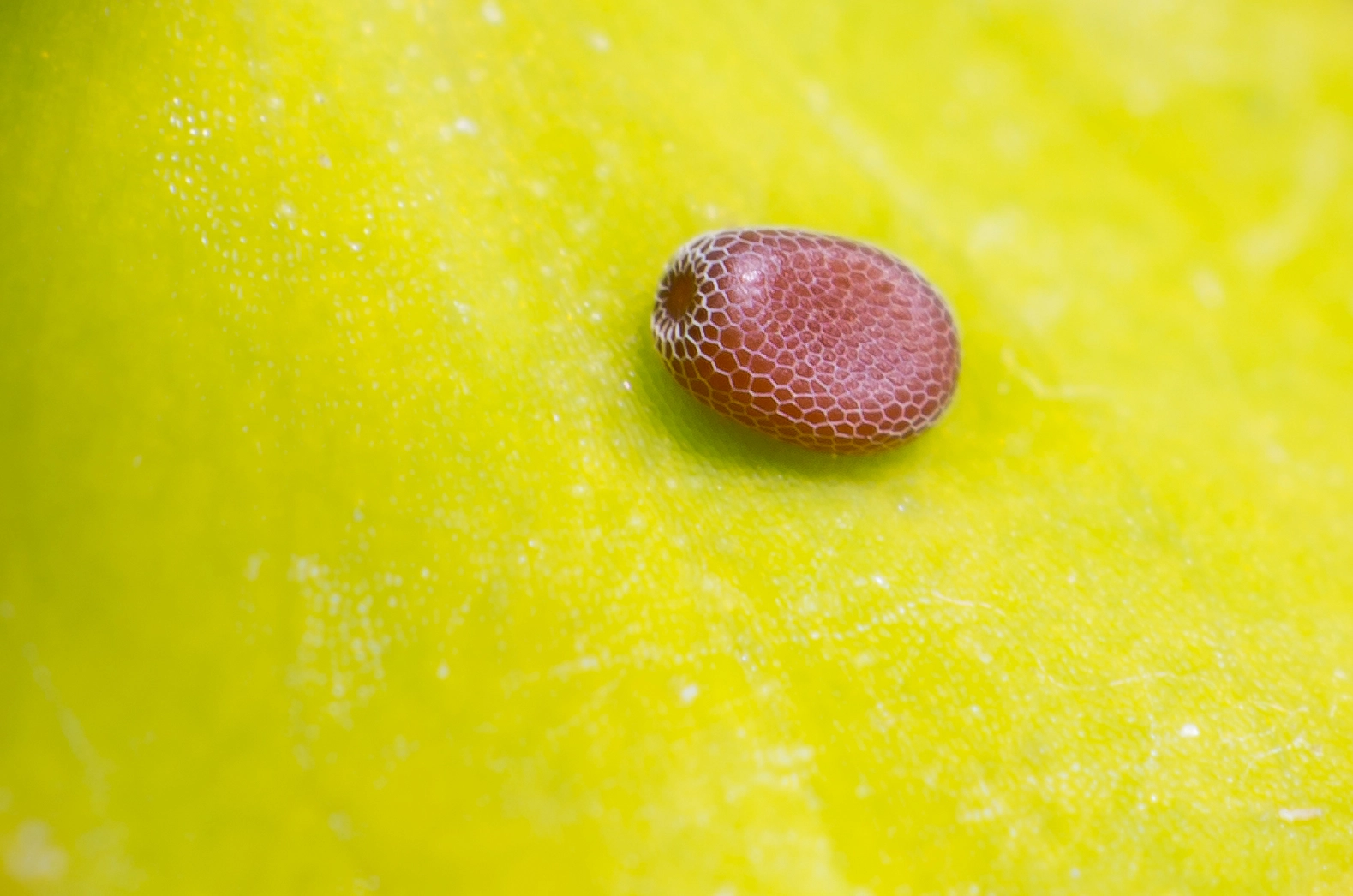 Chamtent_51362_.jpg