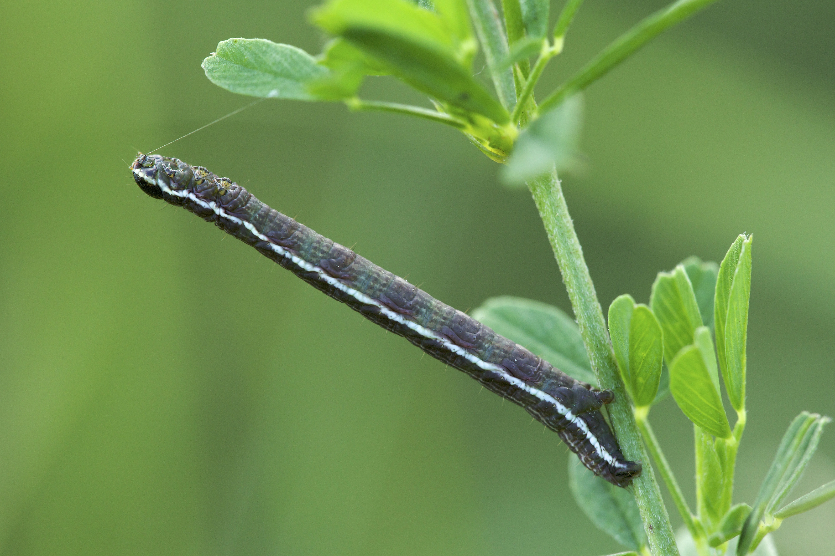 Chiaclat_50153_.jpg